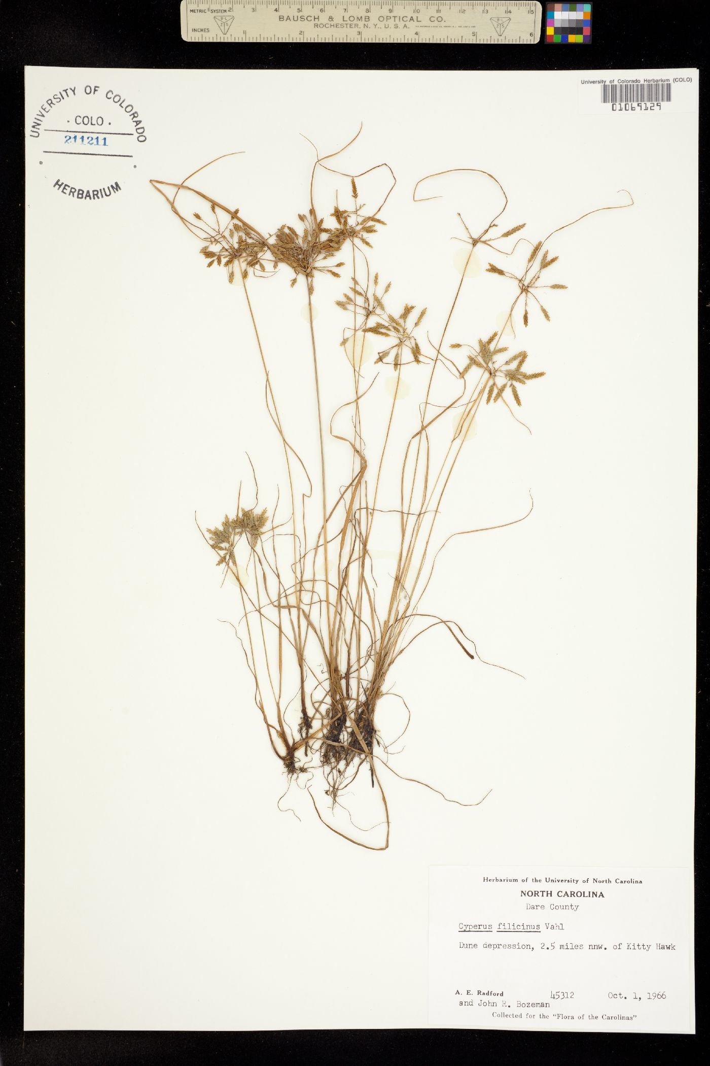 Cyperus filicinus image