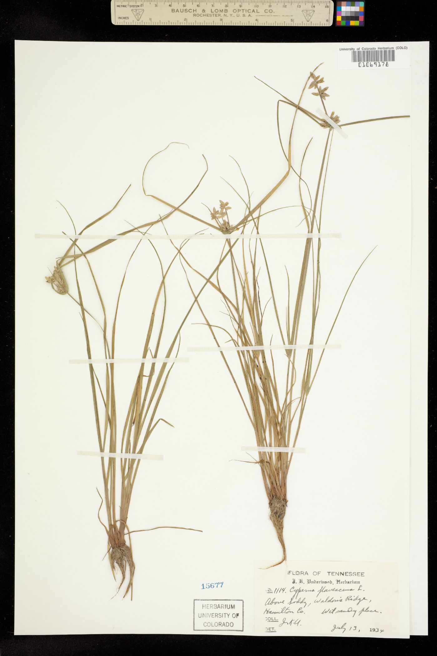Cyperus flavescens image
