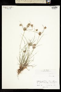 Cyperus globulosus image