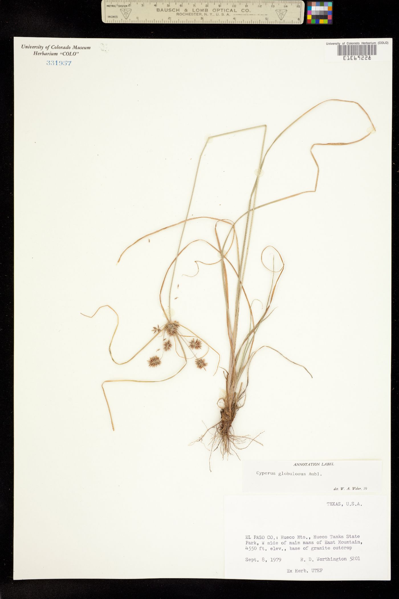 Cyperus croceus image