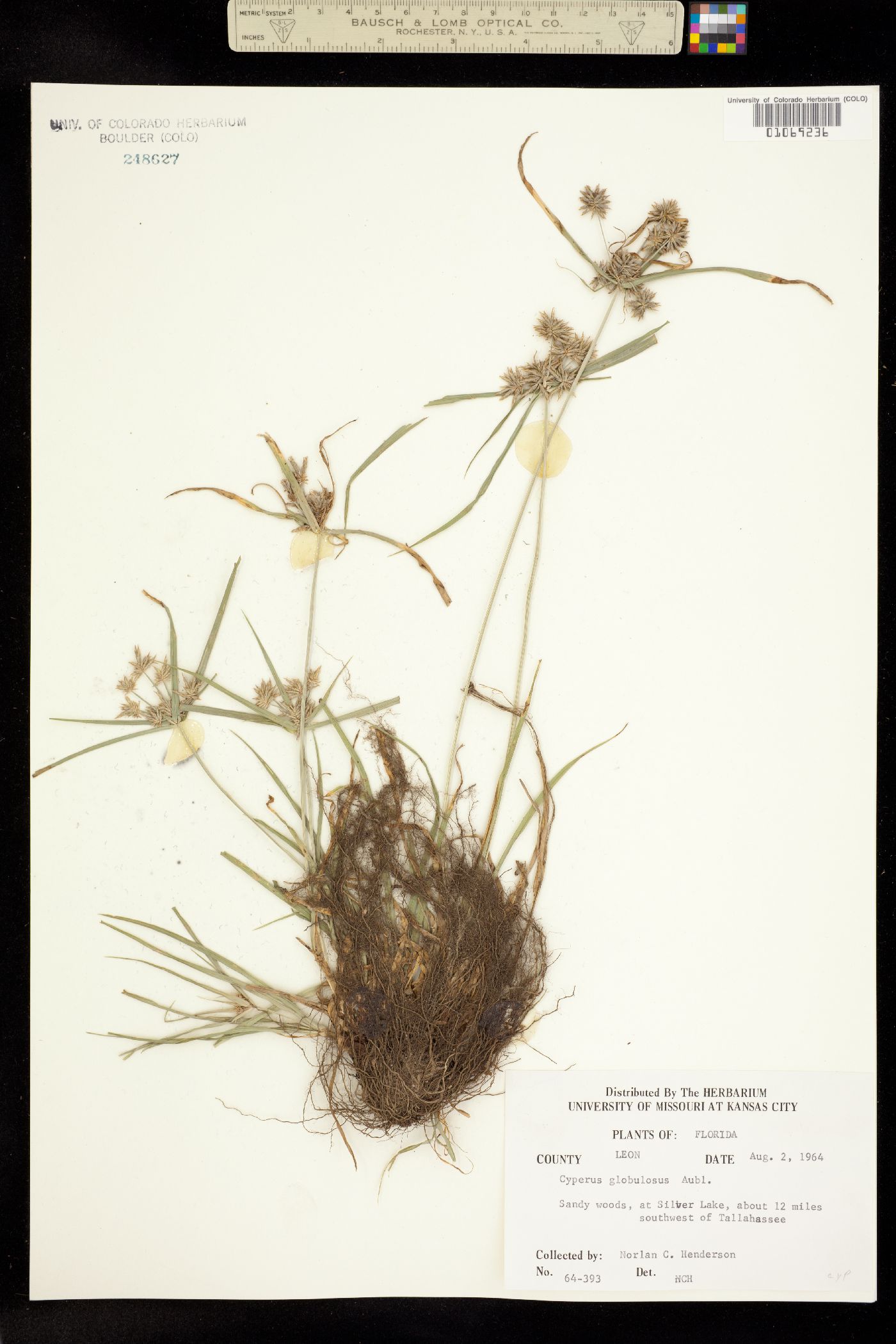 Cyperus croceus image