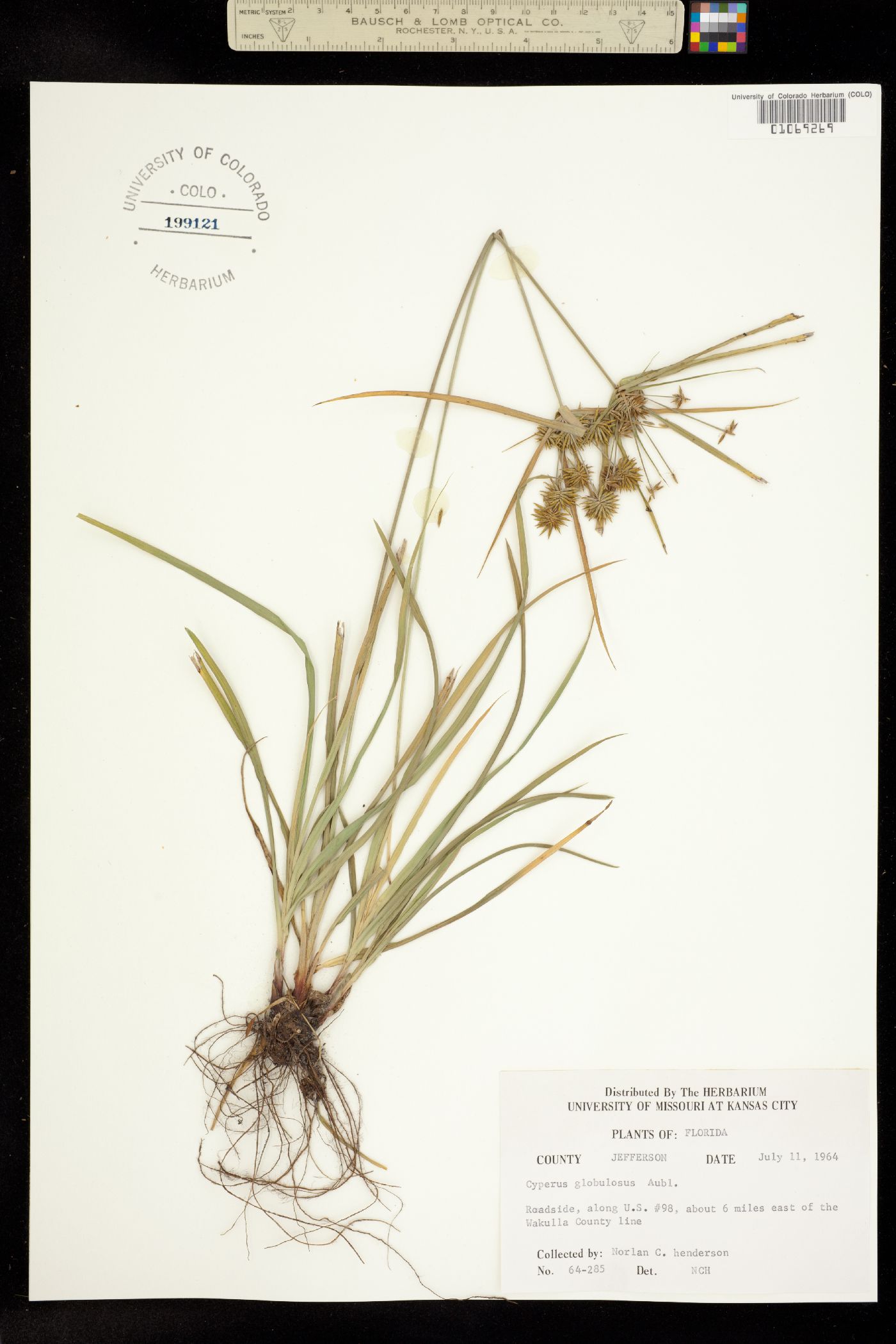 Cyperus globulosus image