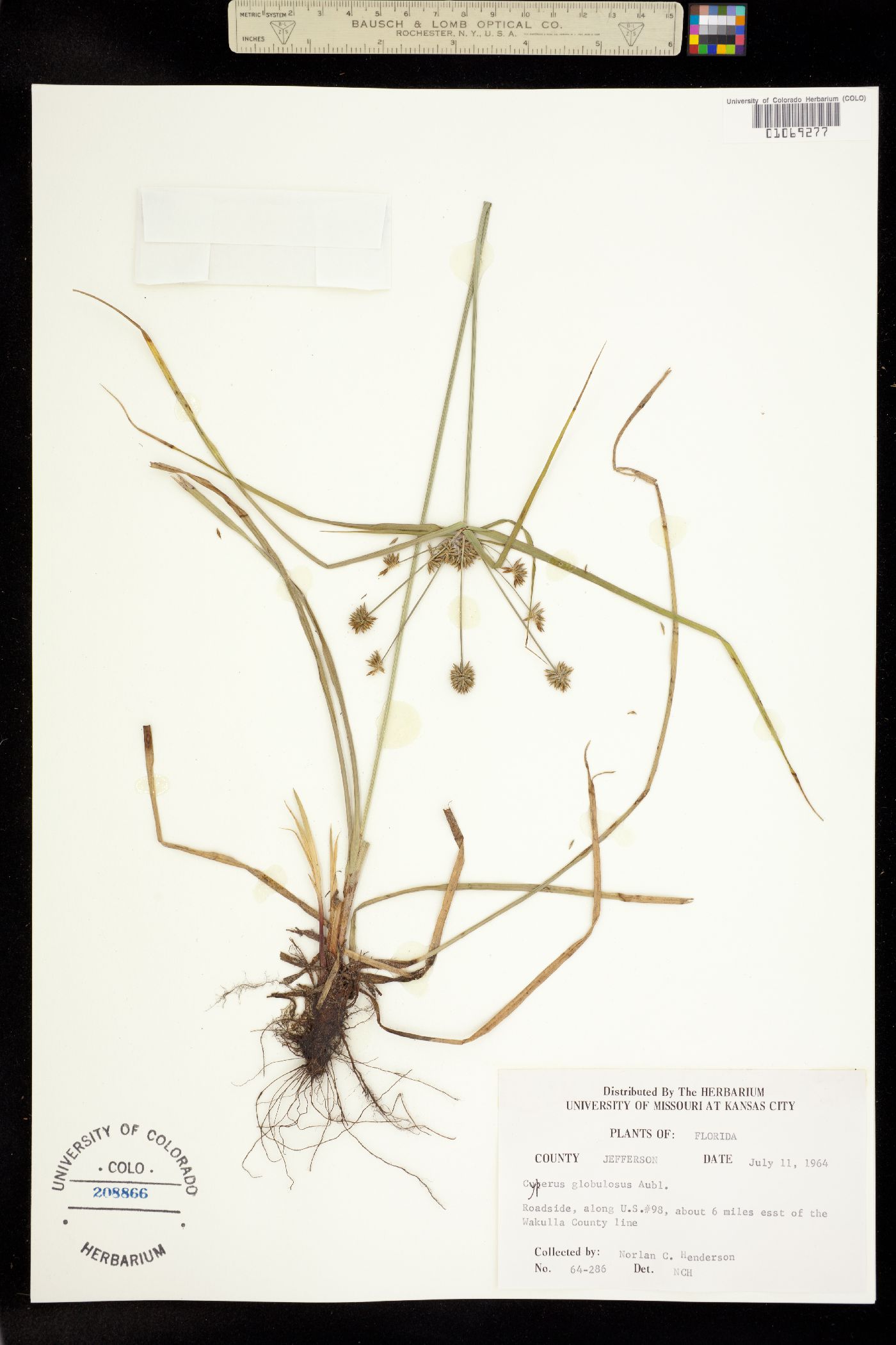 Cyperus croceus image