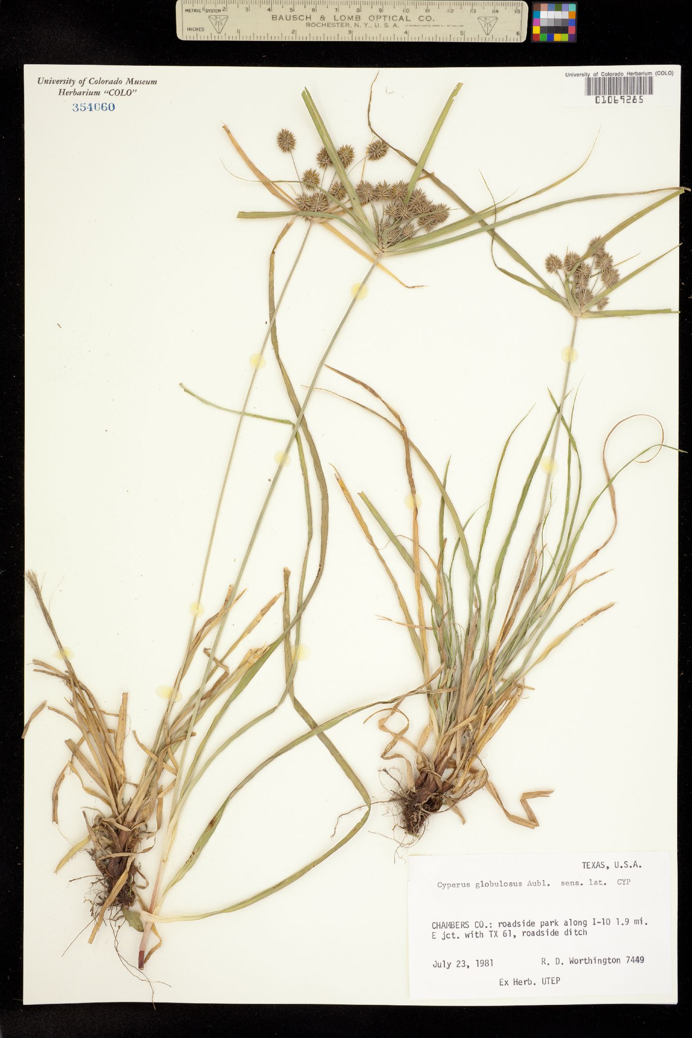 Cyperus croceus image