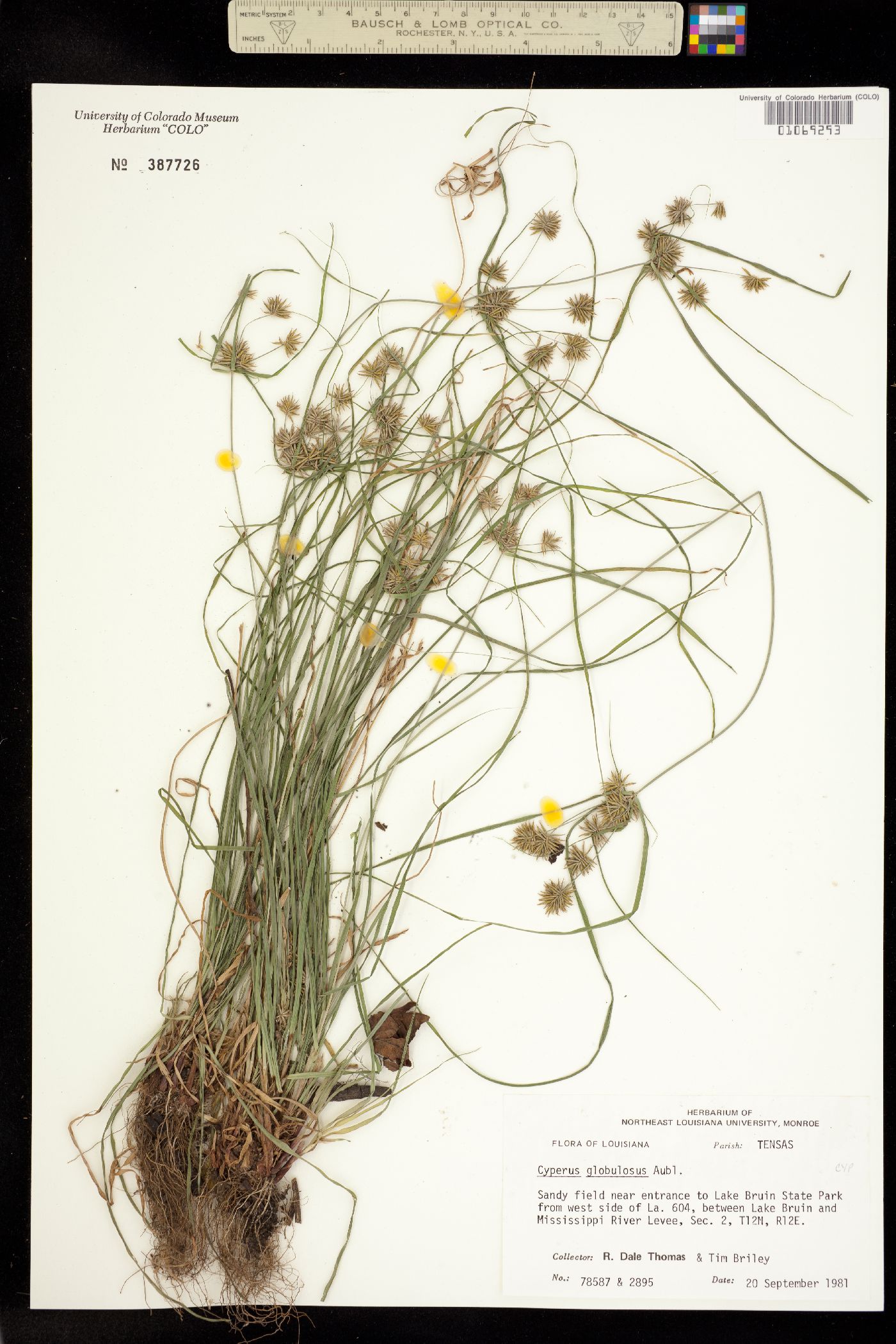 Cyperus globulosus image