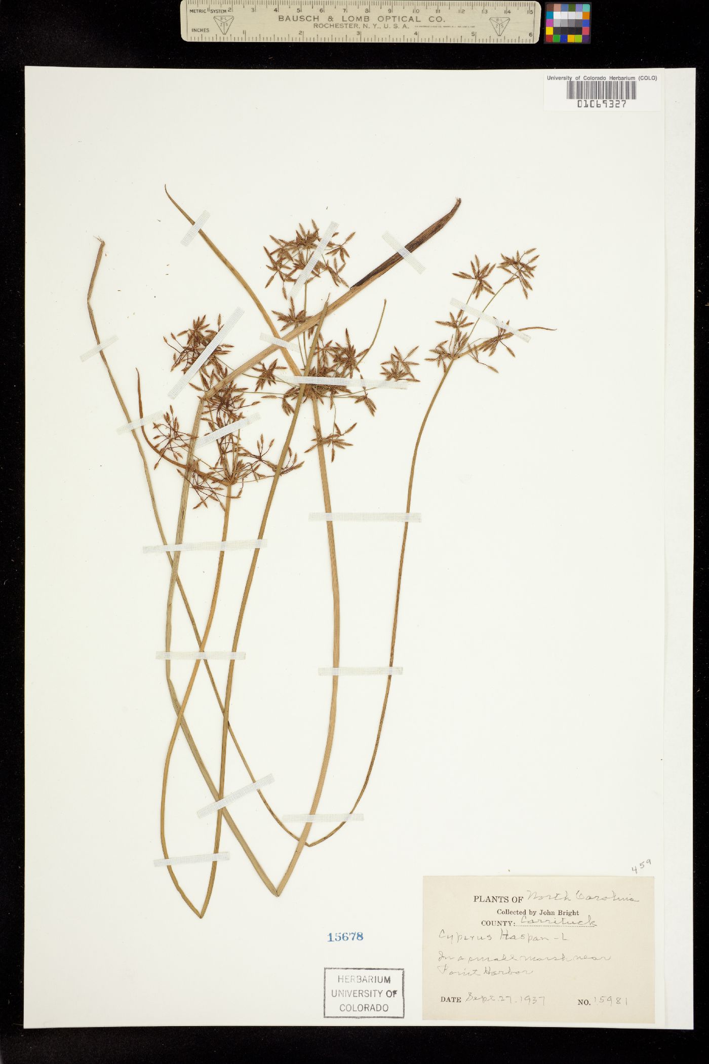 Cyperus haspan image