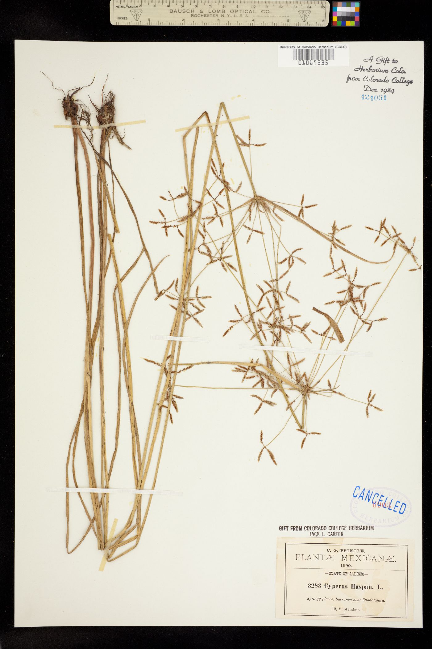 Cyperus haspan image