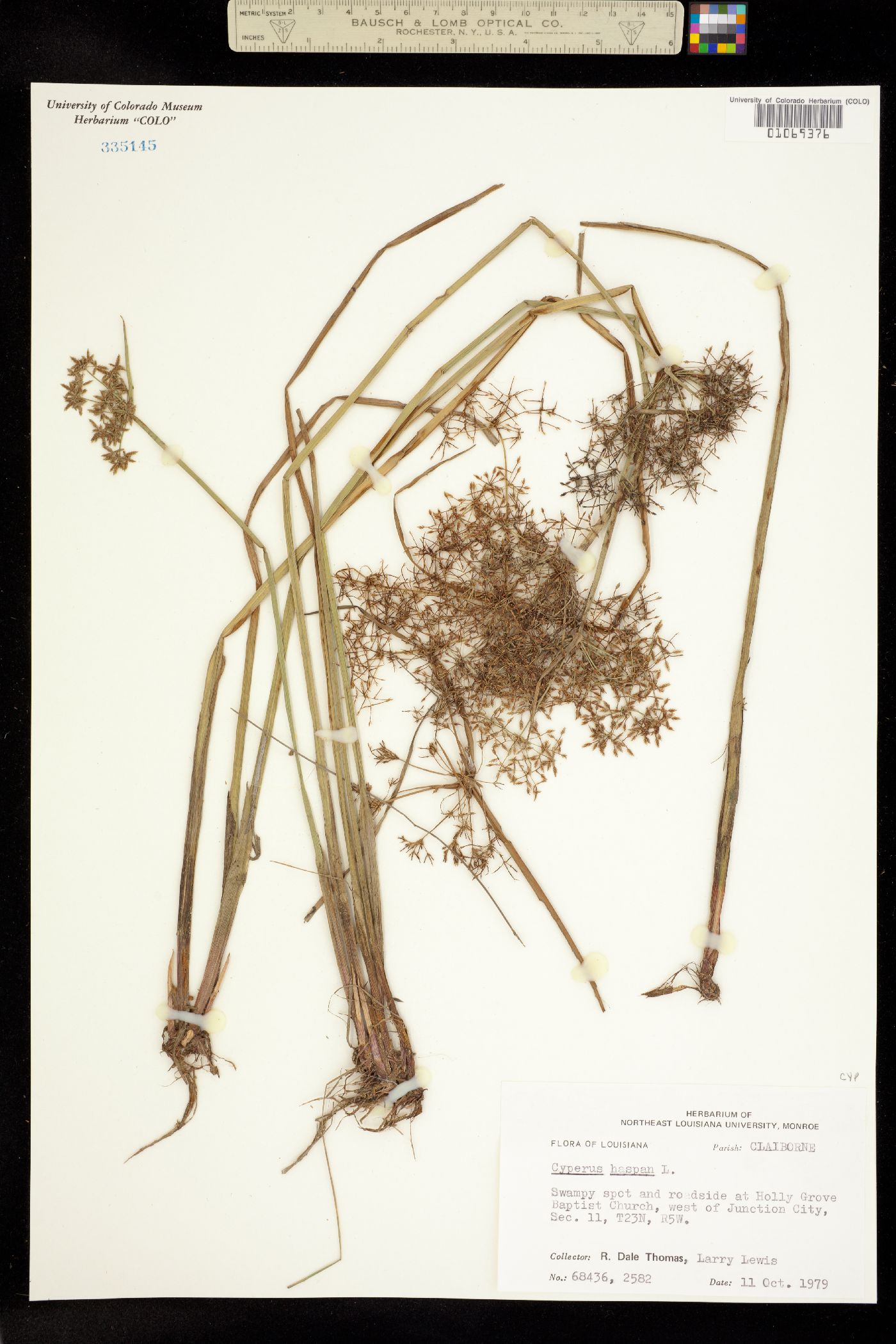 Cyperus haspan image