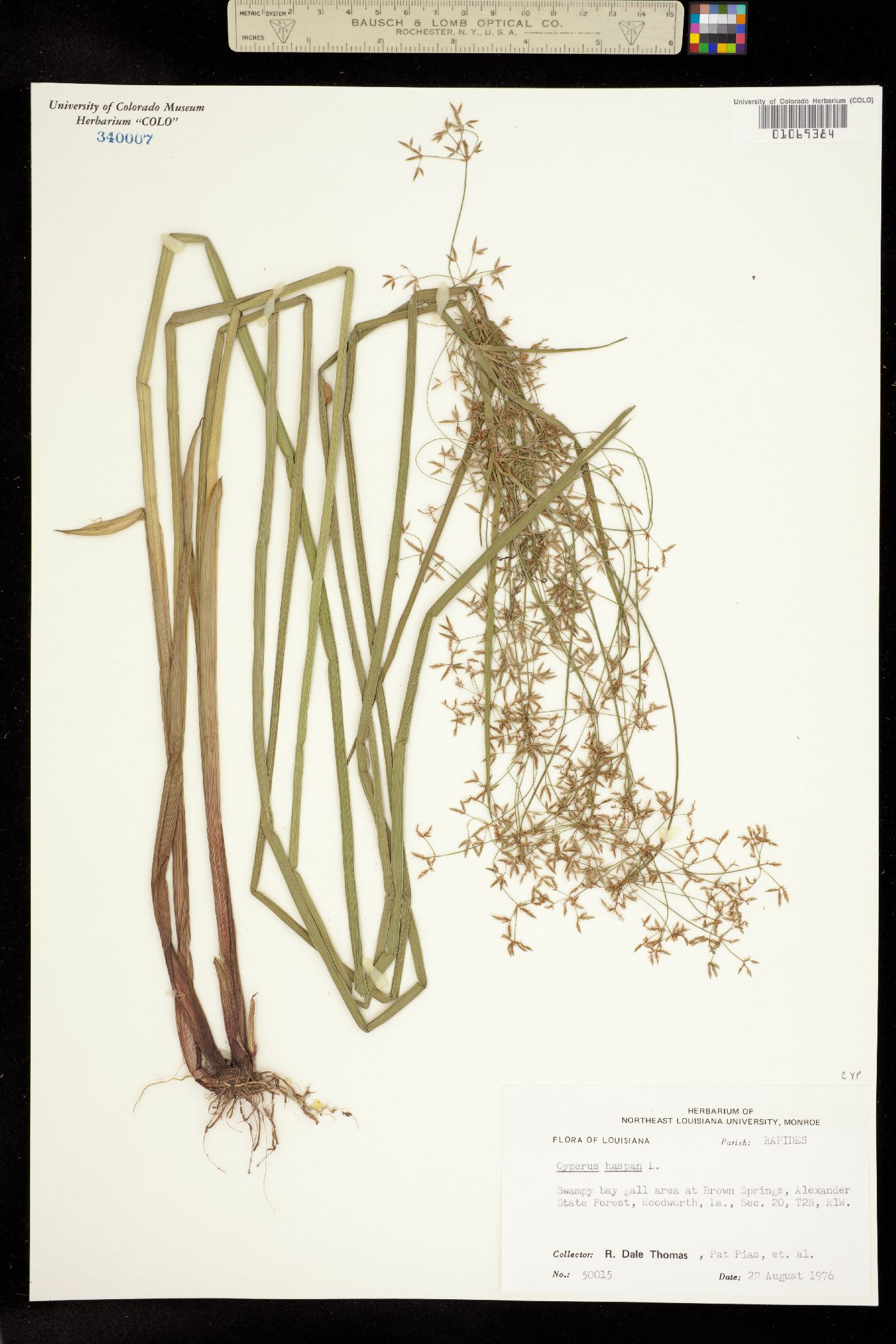 Cyperus haspan image