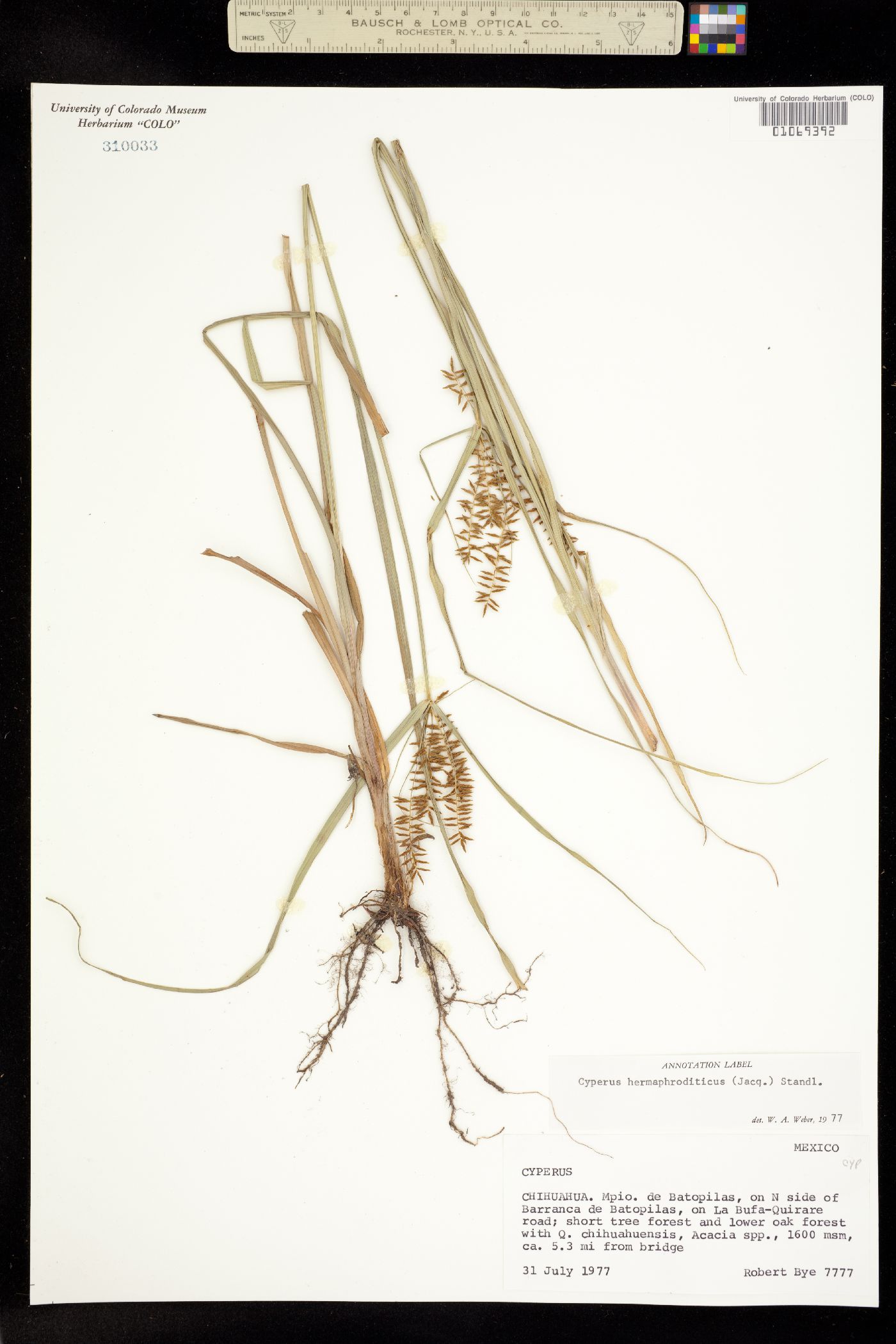 Cyperus hermaphroditus image