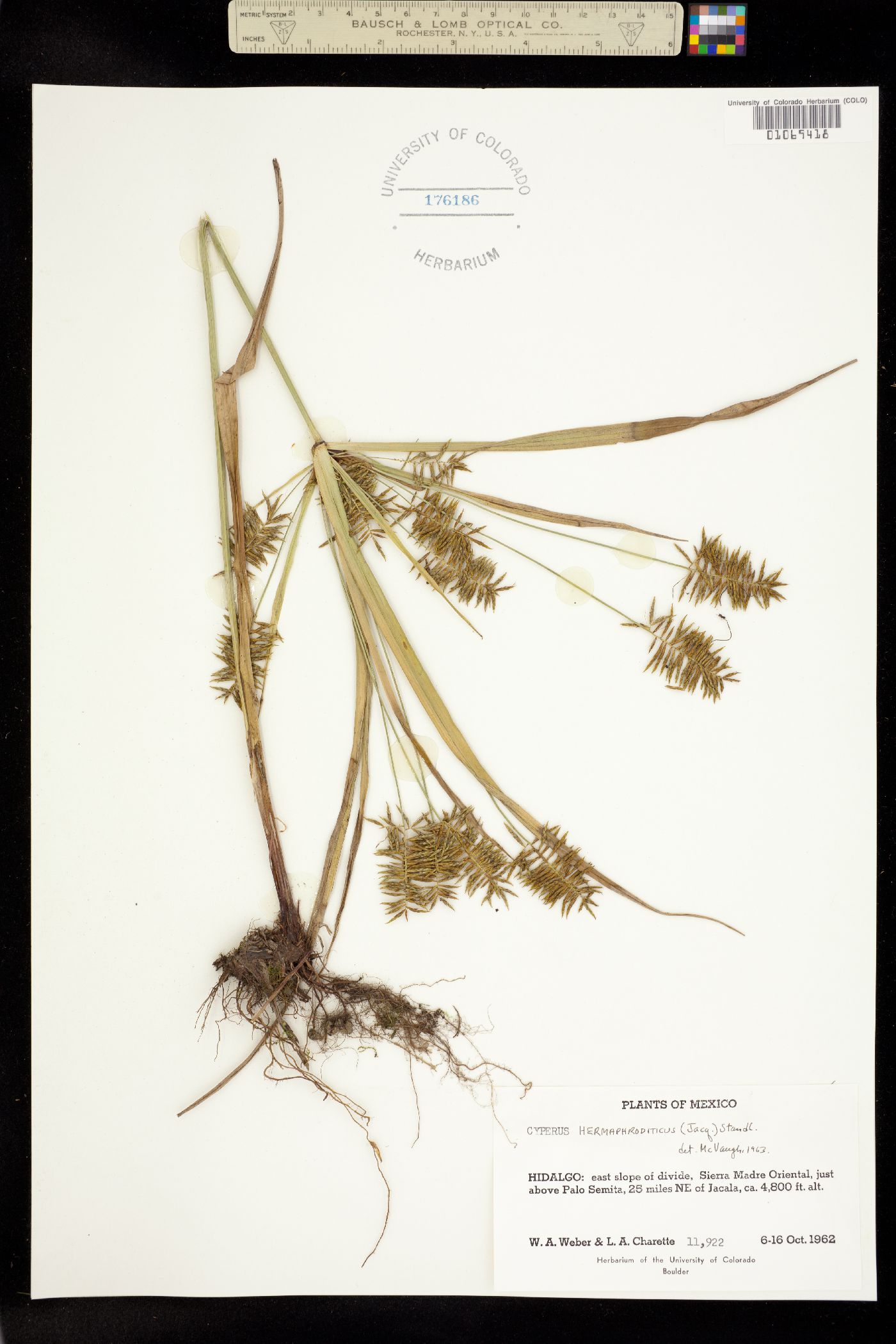 Cyperus hermaphroditus image