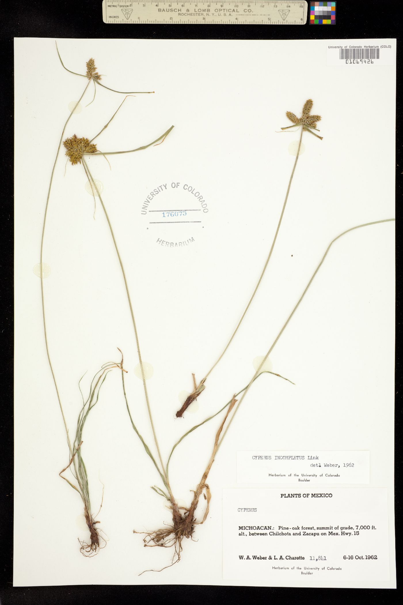 Cyperus hermaphroditus image