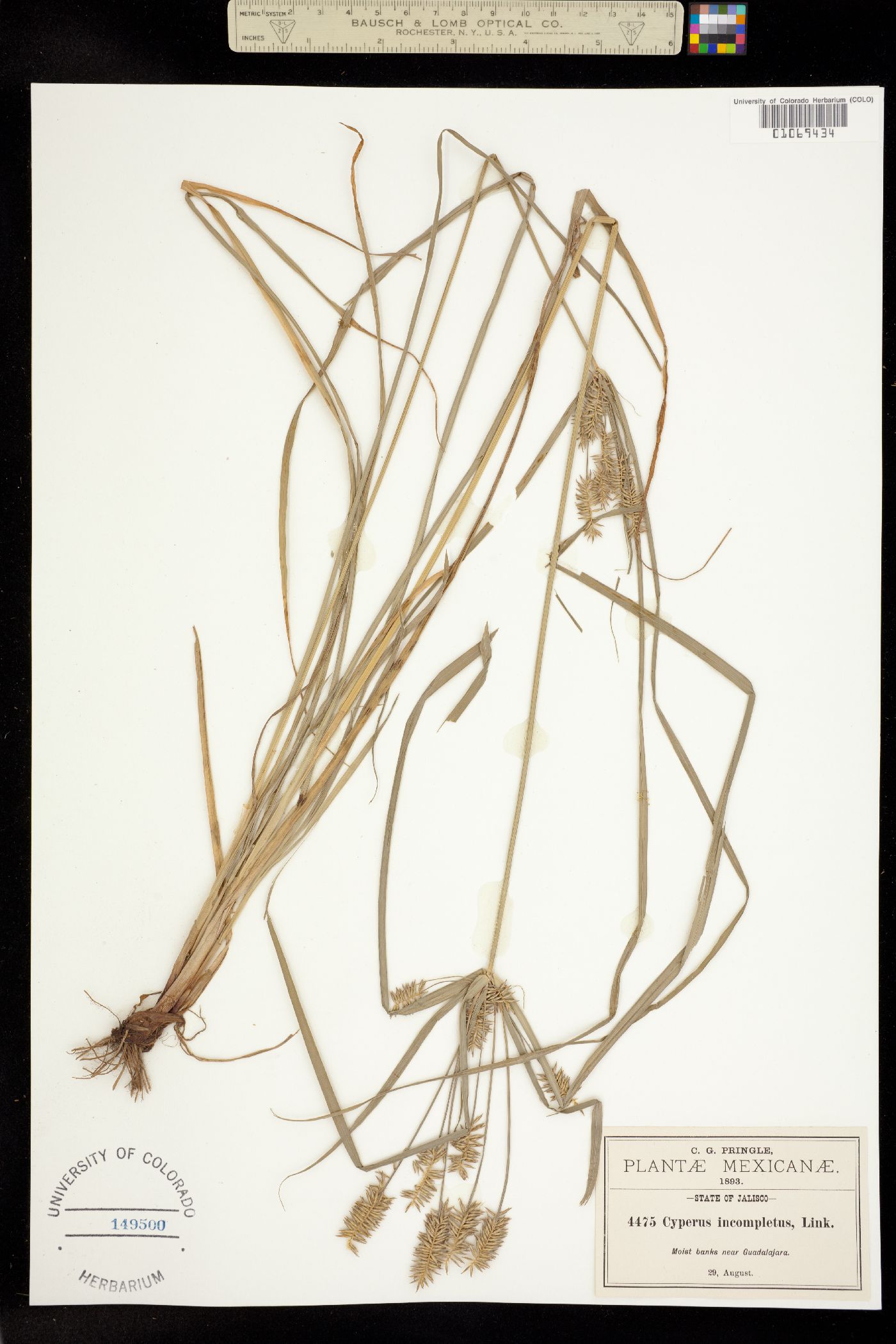 Cyperus hermaphroditus image