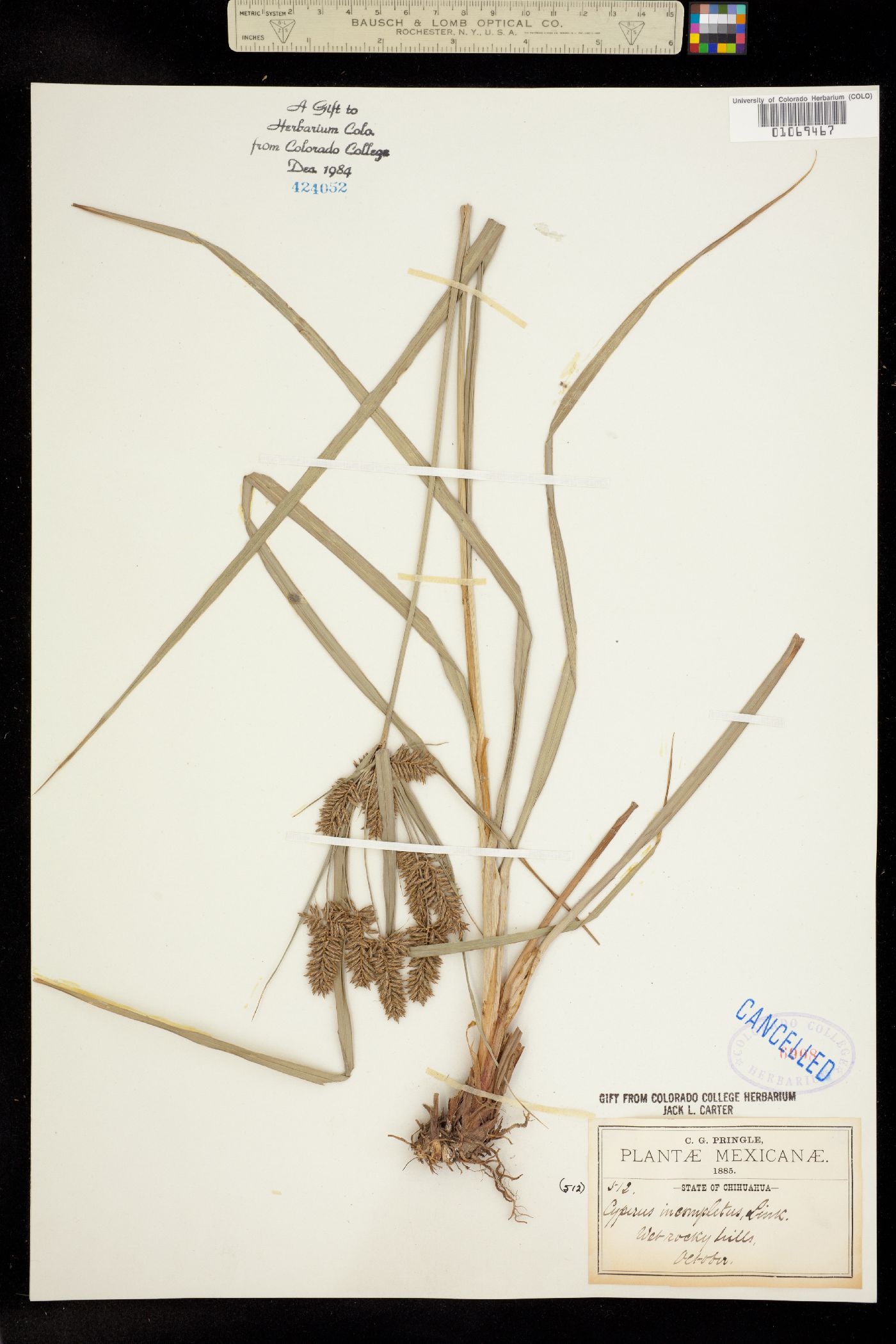 Cyperus hermaphroditus image