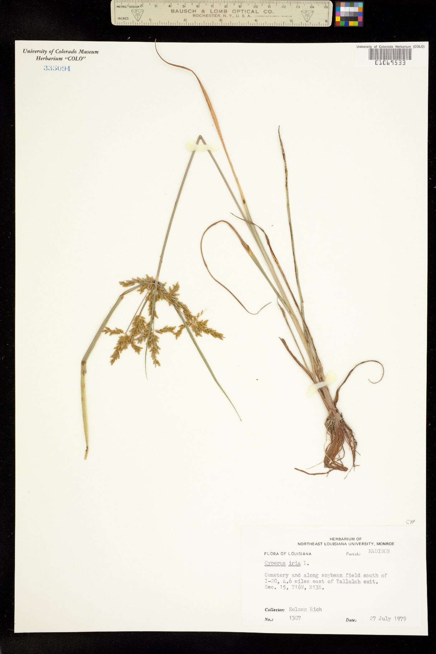 Cyperus iria image