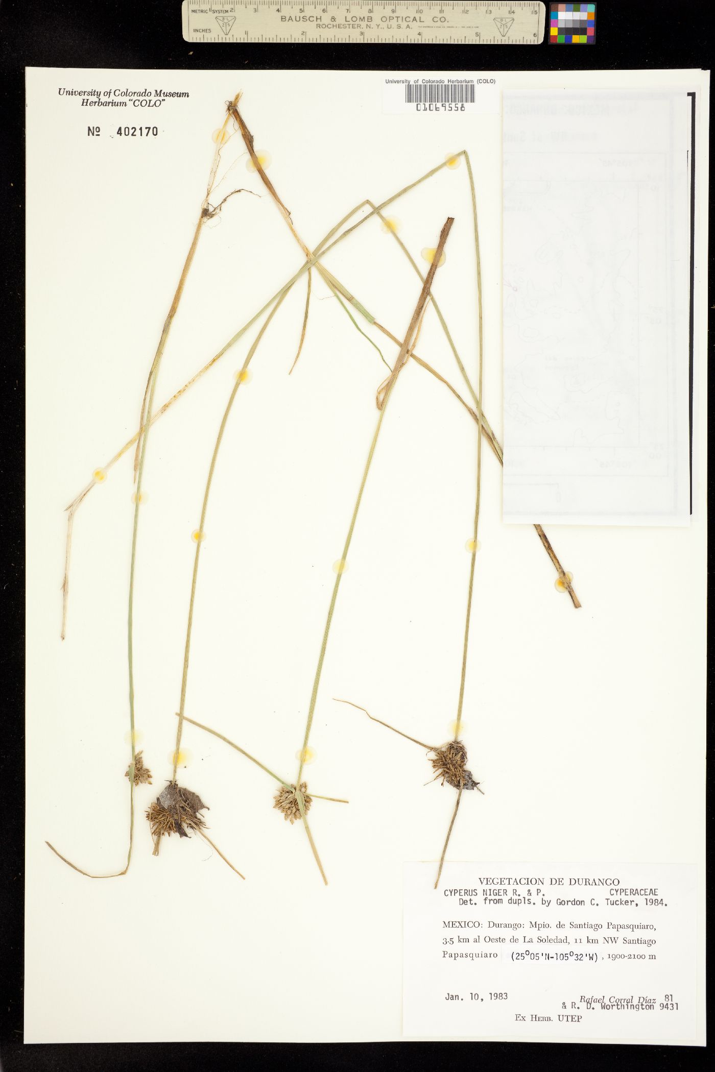 Cyperus niger image