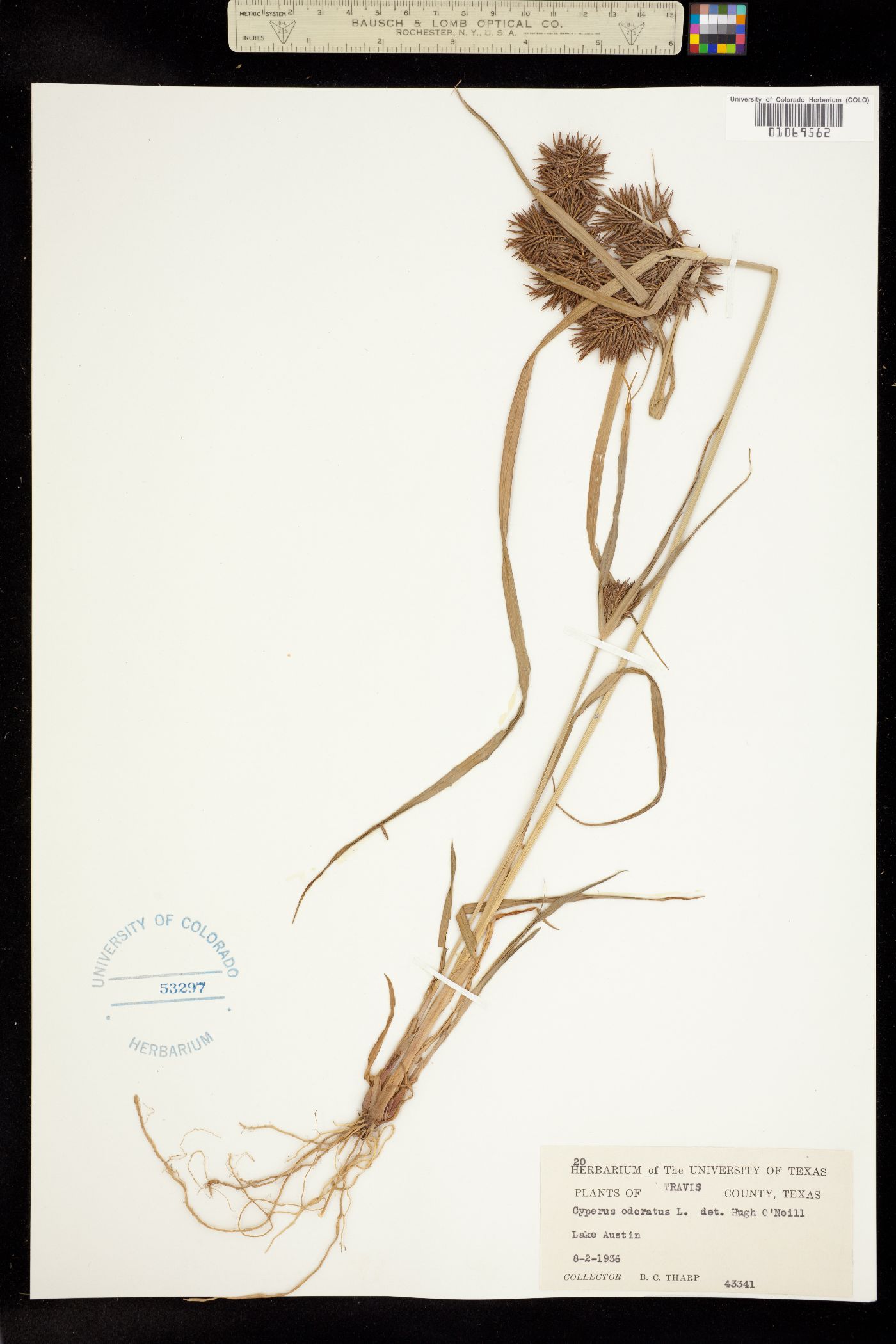 Cyperus odoratus image