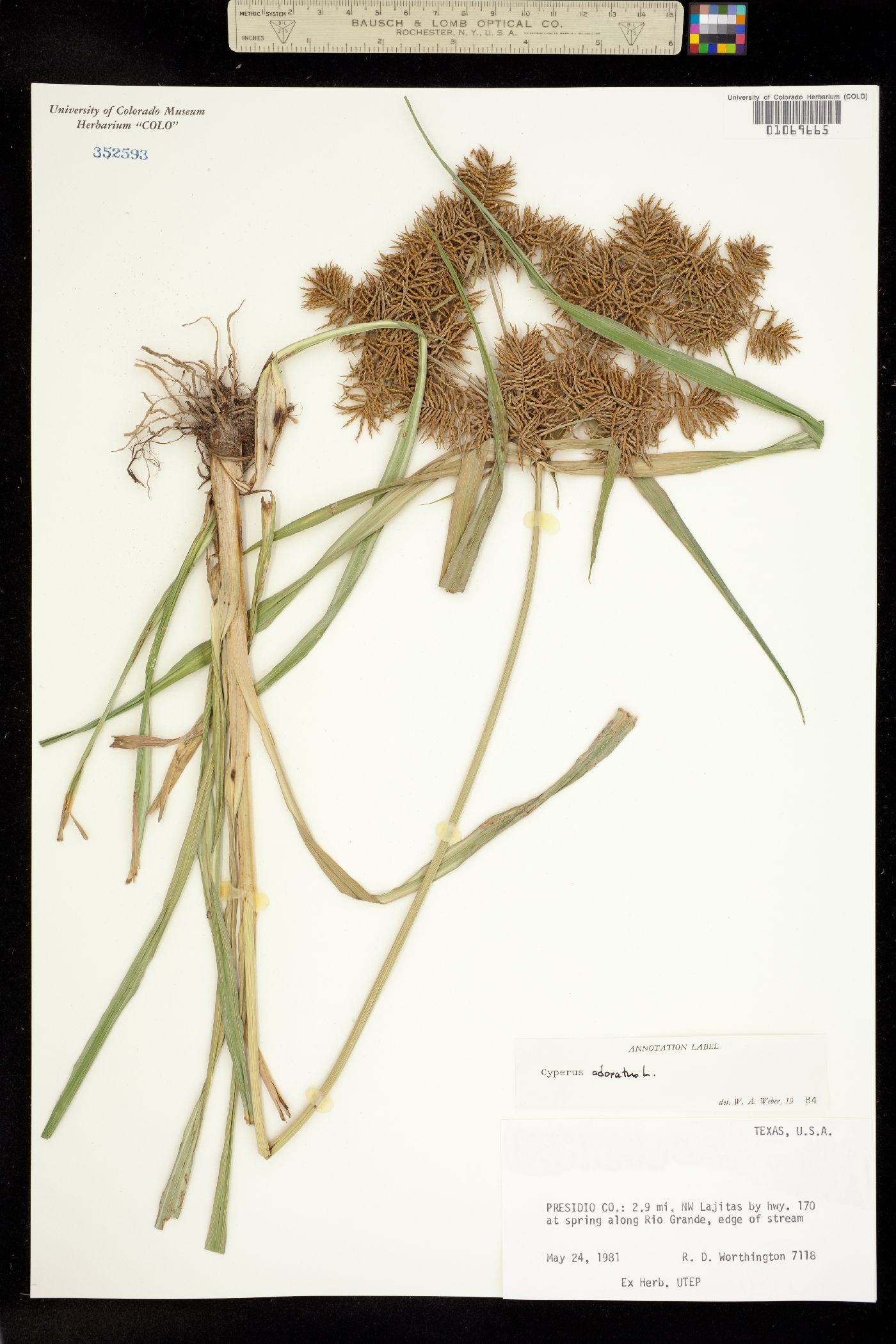 Cyperus odoratus image