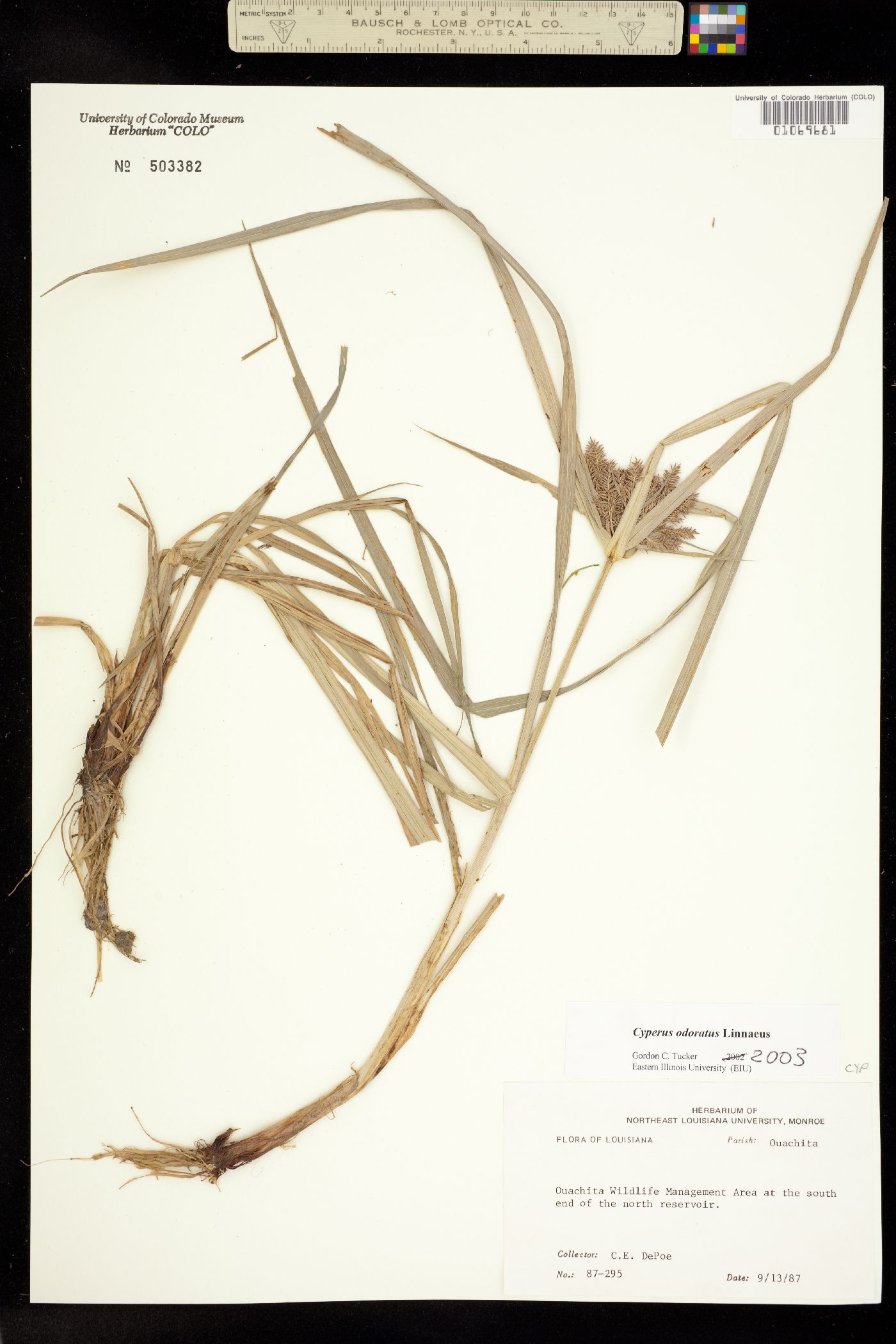 Cyperus odoratus image