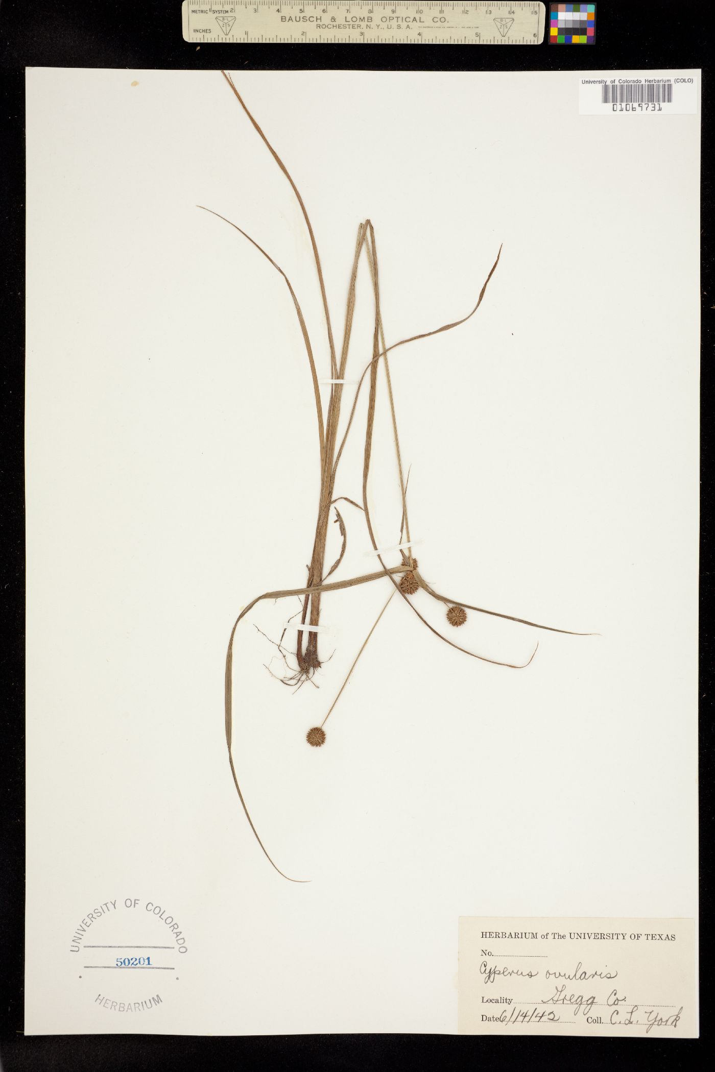 Cyperus echinatus image