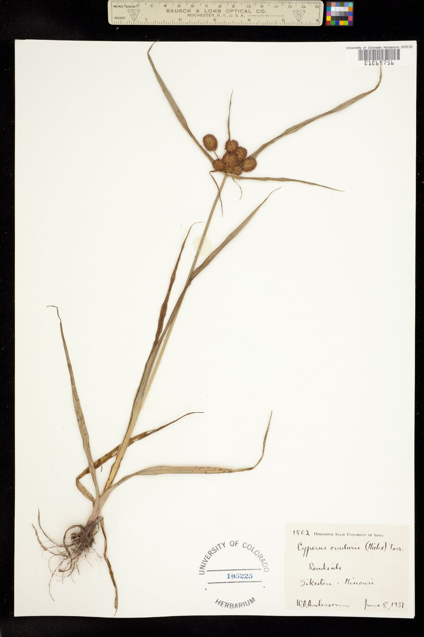 Cyperus echinatus image