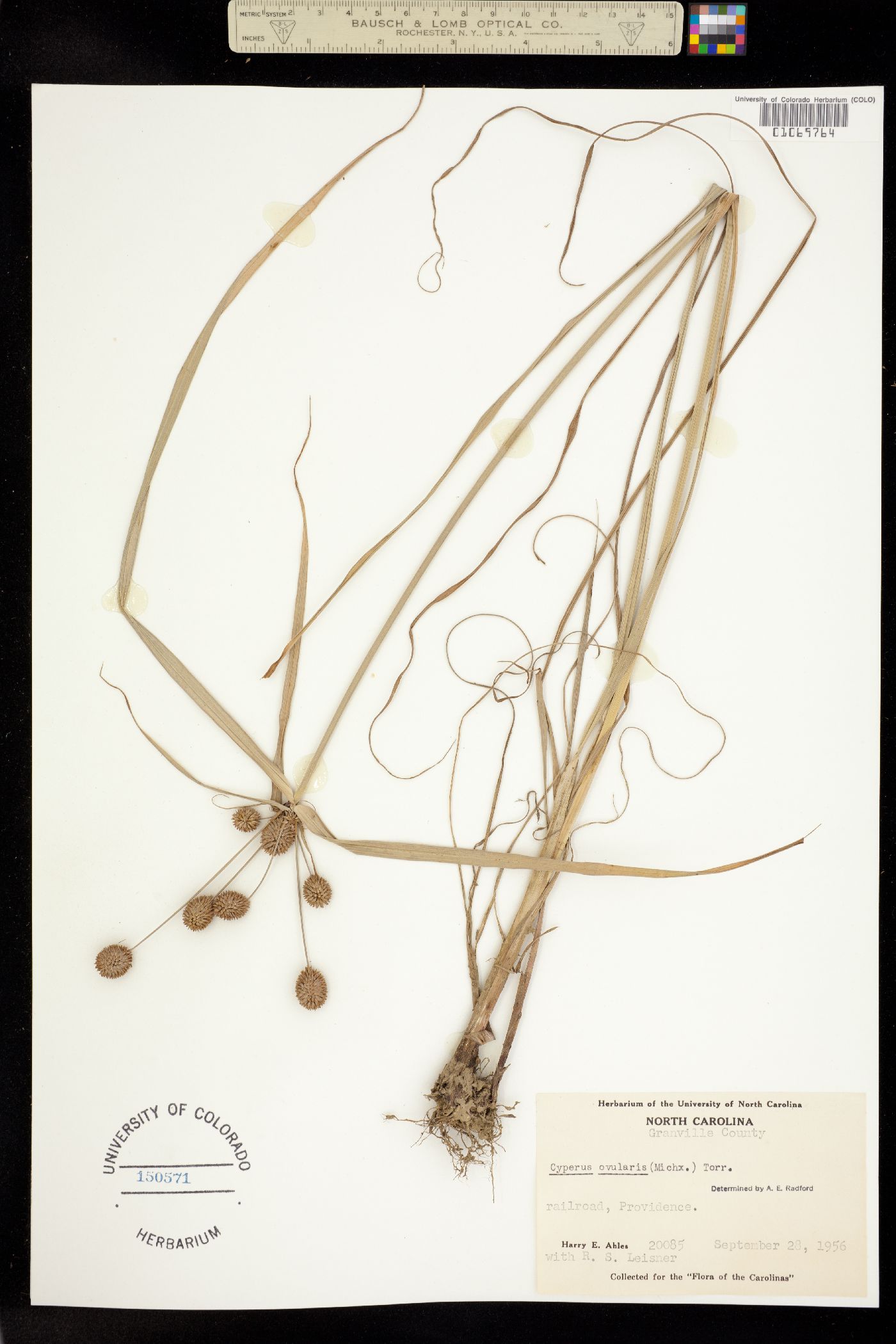 Cyperus echinatus image