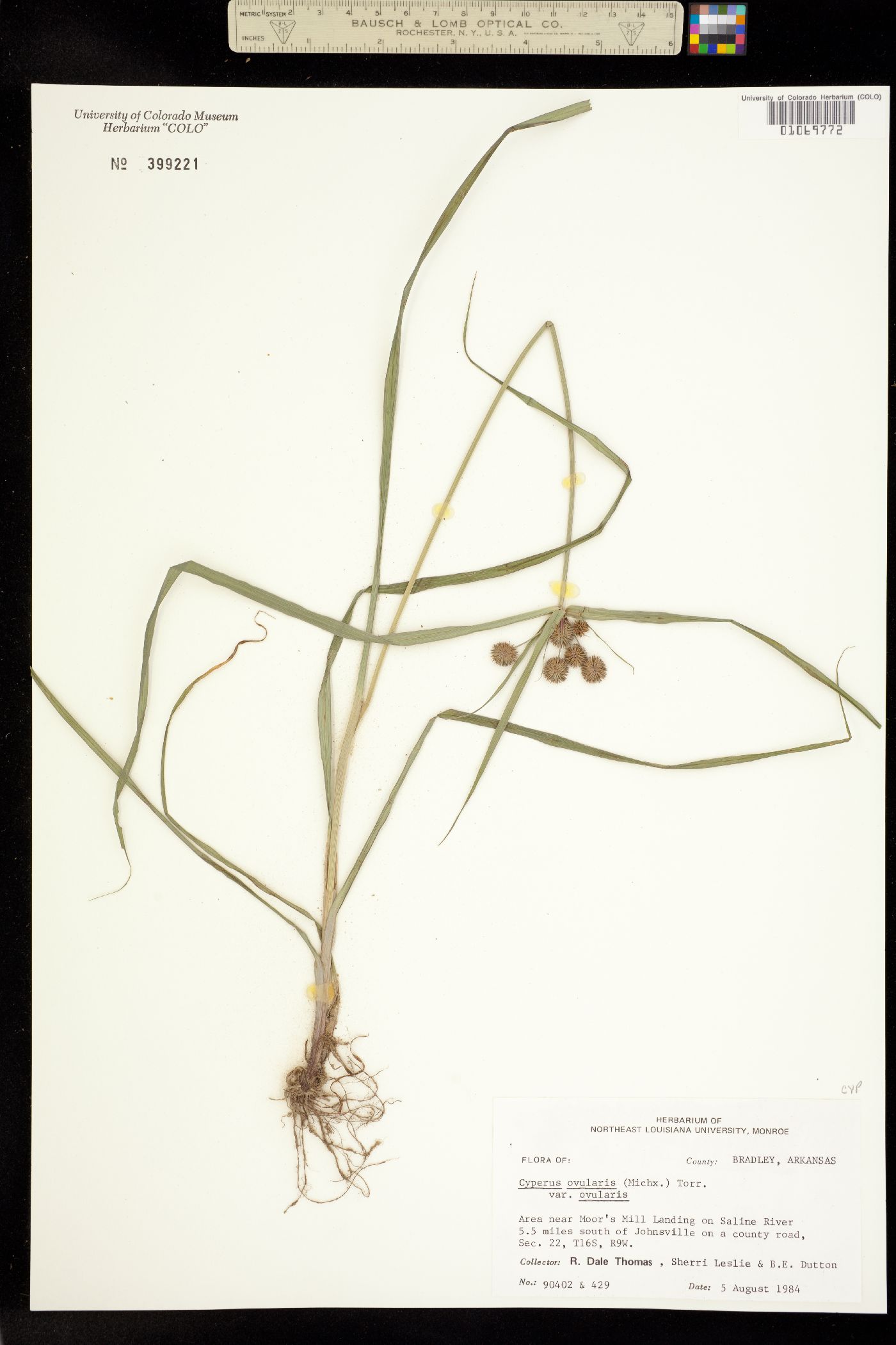 Cyperus echinatus image