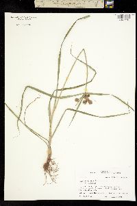 Image of Cyperus echinatus