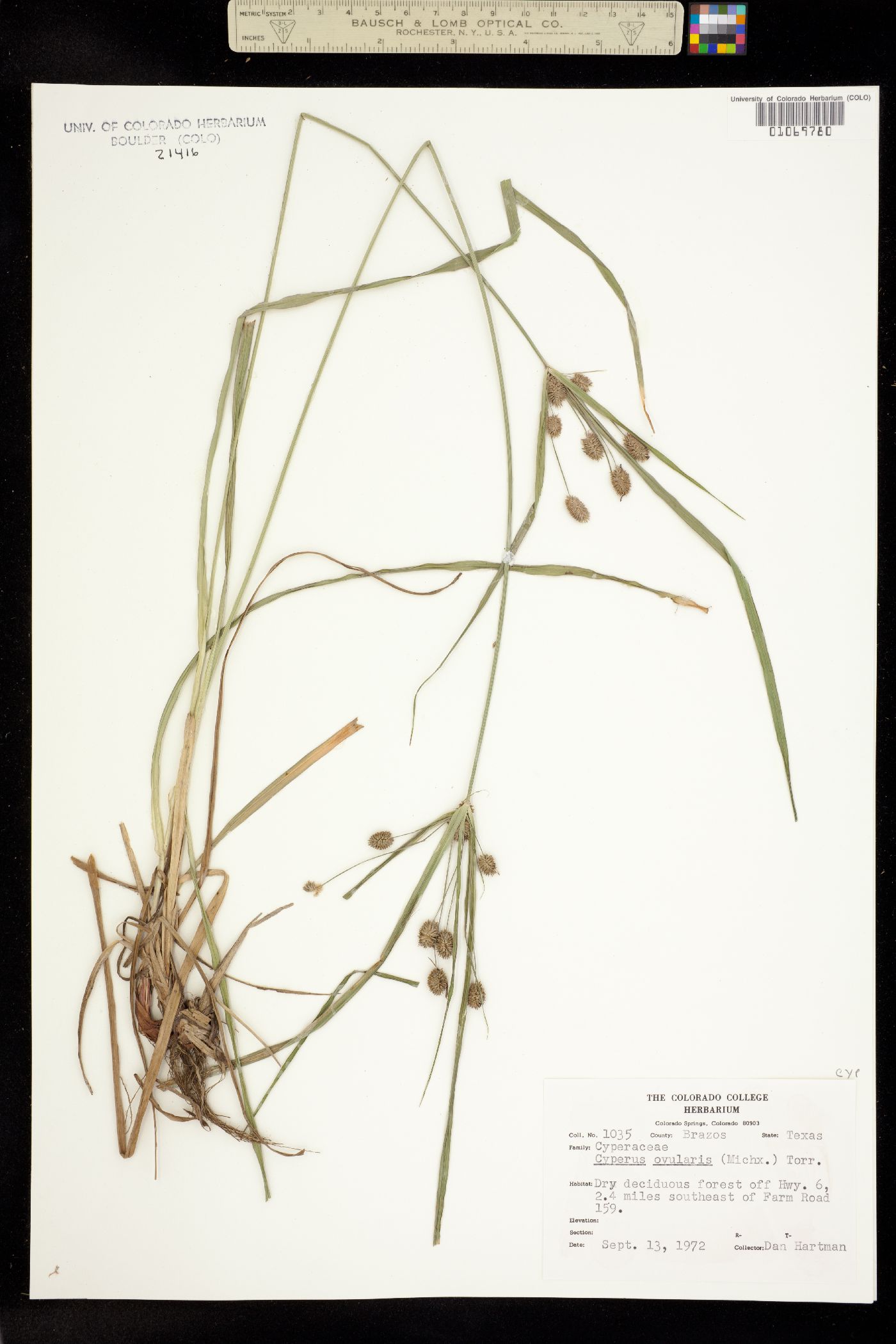 Cyperus echinatus image