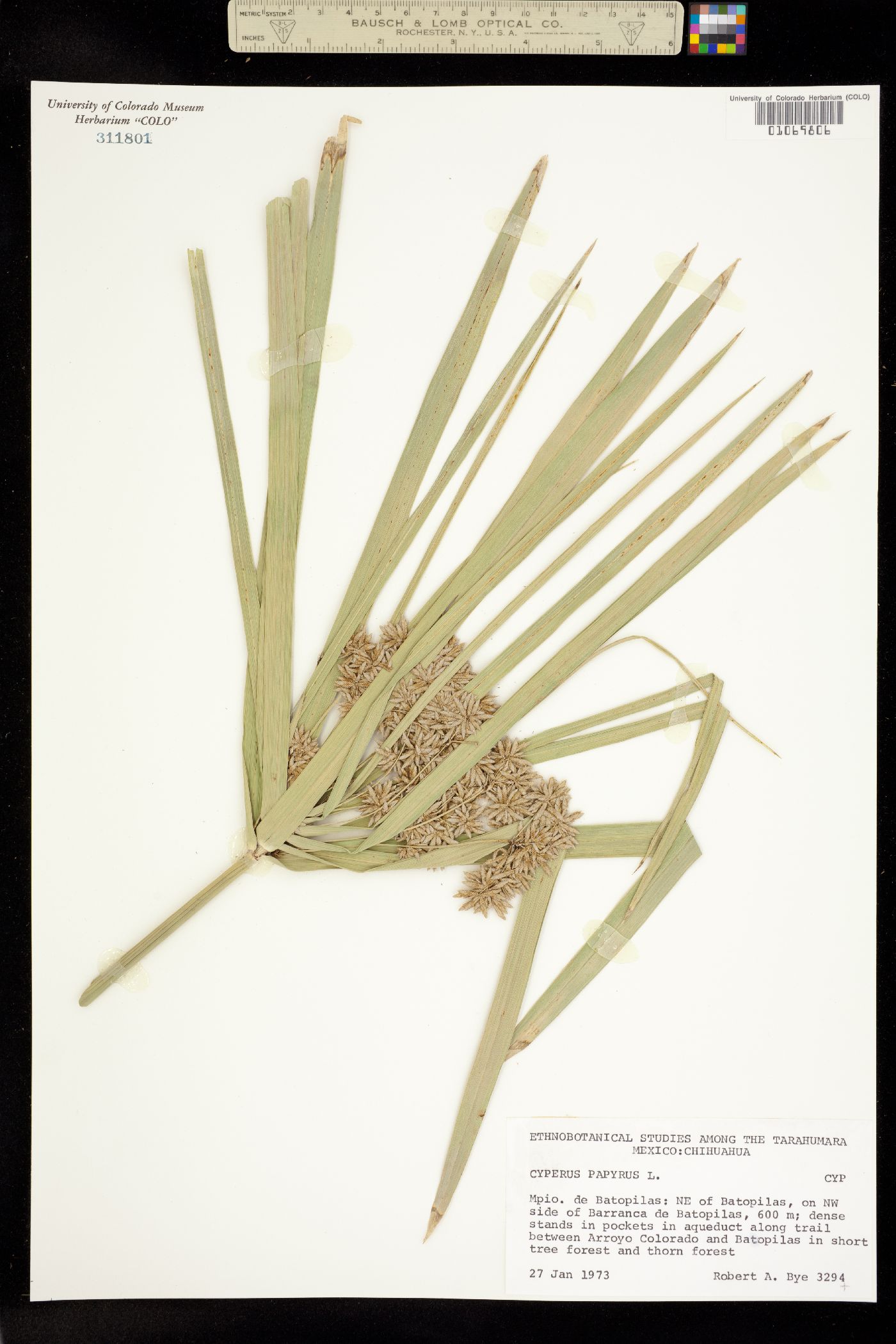 Cyperus papyrus image