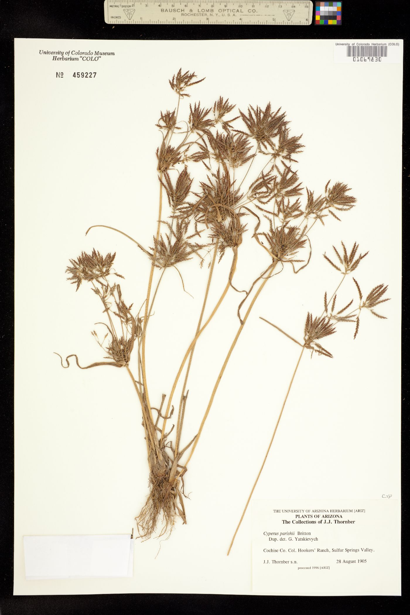 Cyperus parishii image