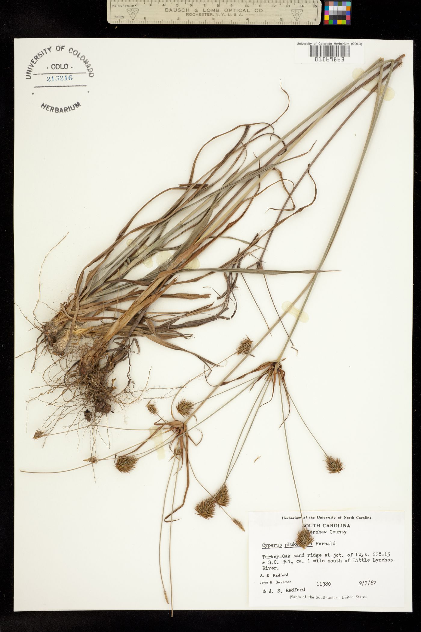 Cyperus plukenetii image