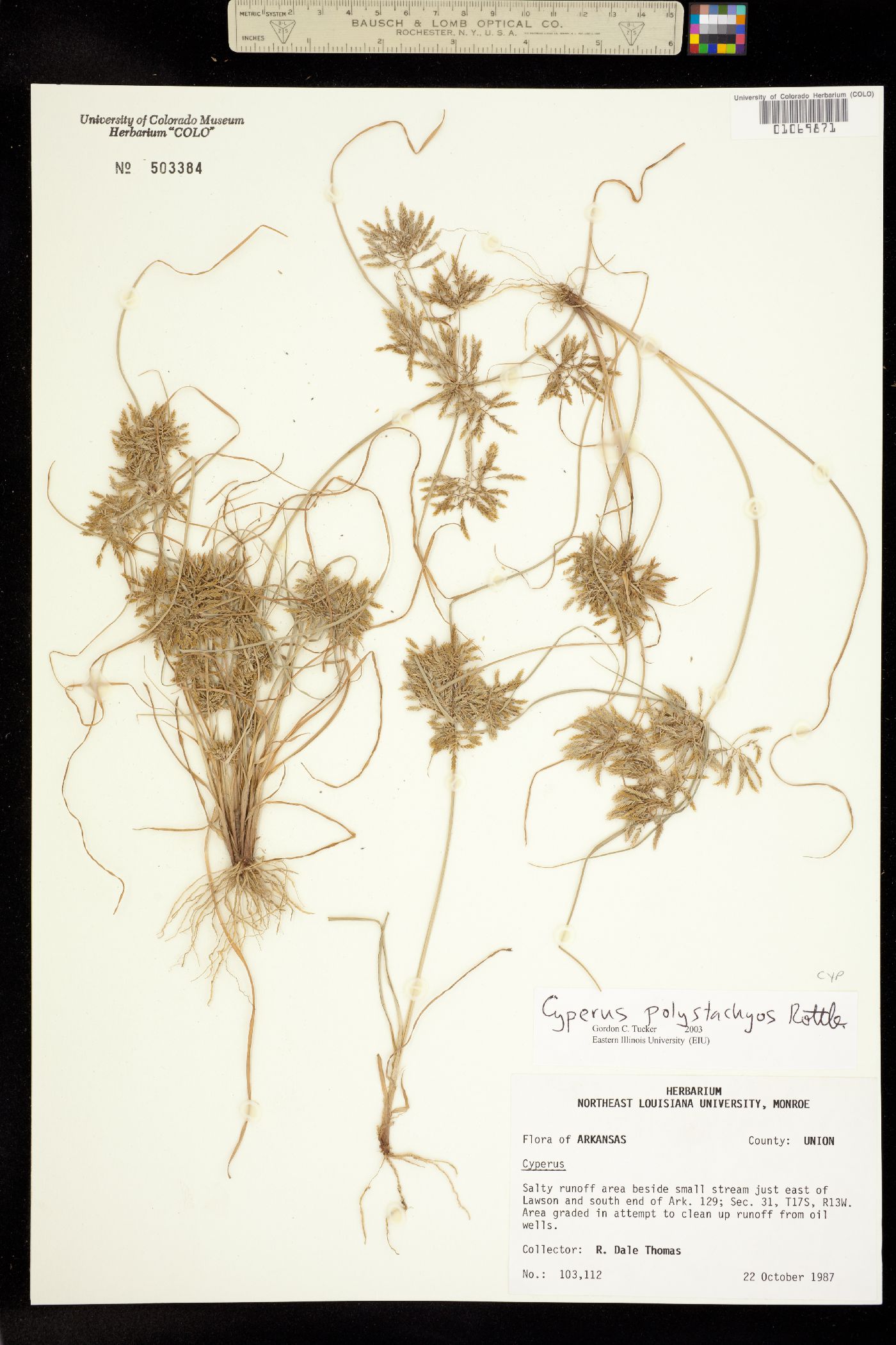 Cyperus polystachyos image