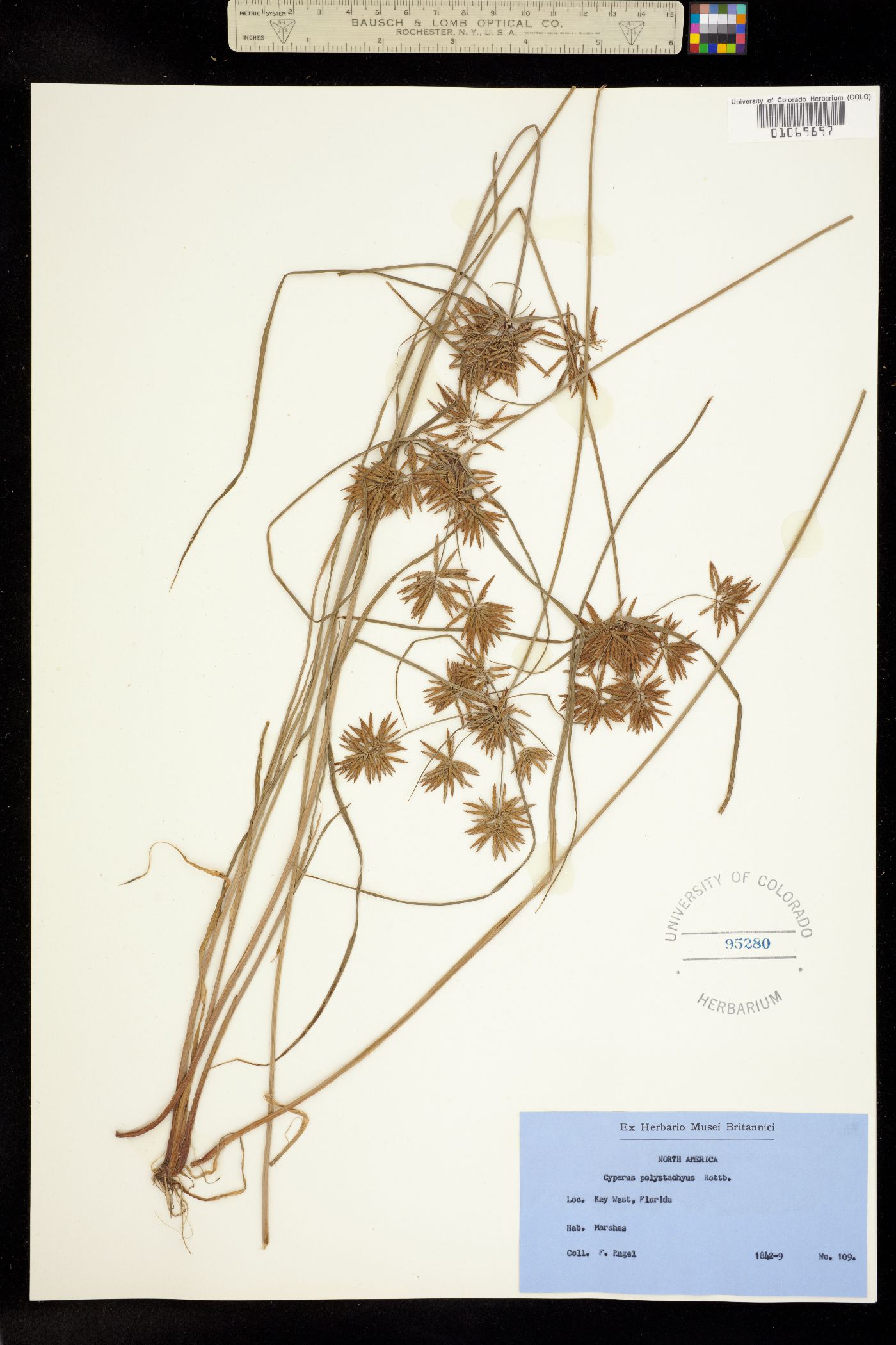 Cyperus polystachyos image
