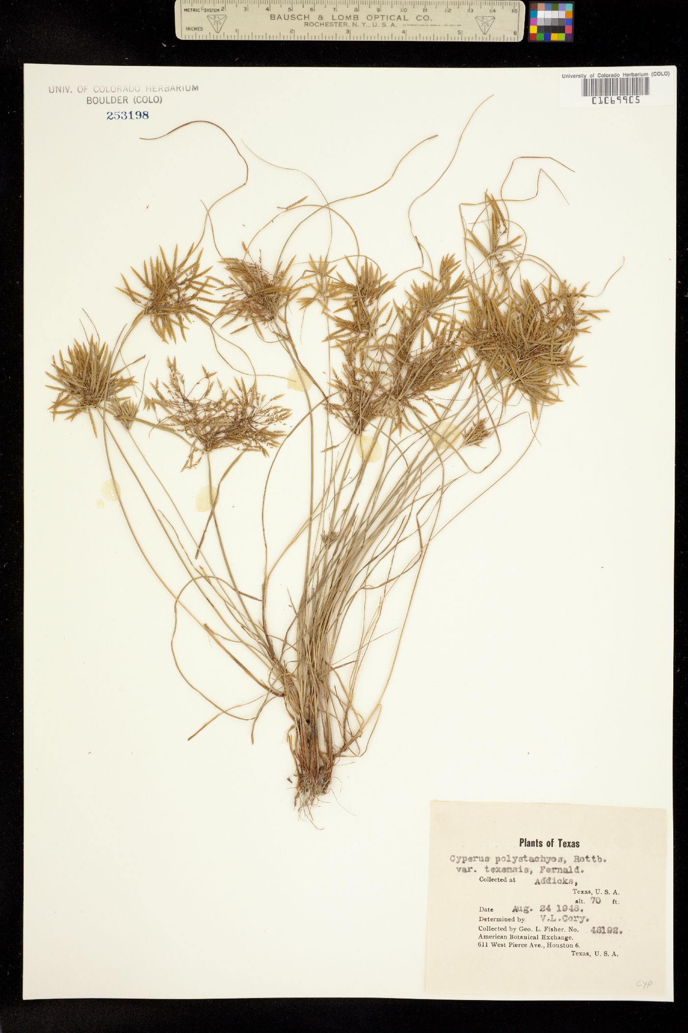 Cyperus polystachyos image