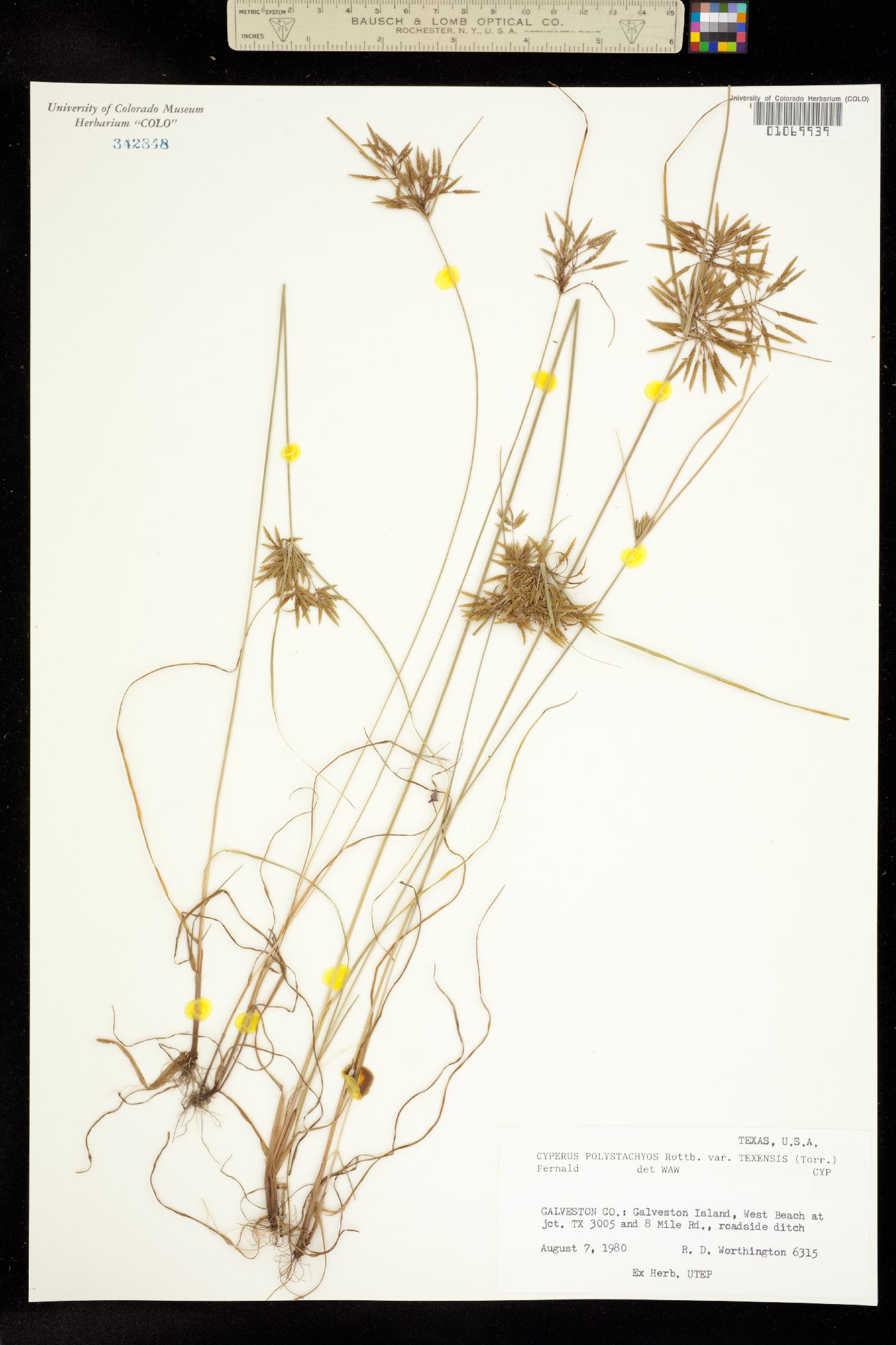 Cyperus polystachyos image