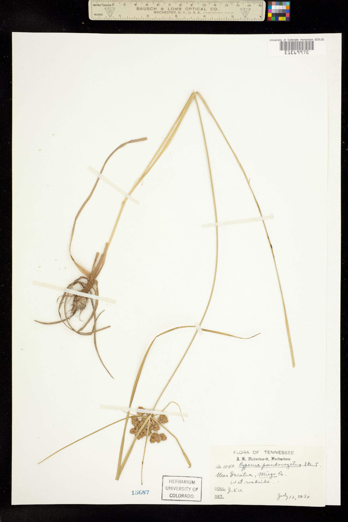 Cyperus pseudovegetus image