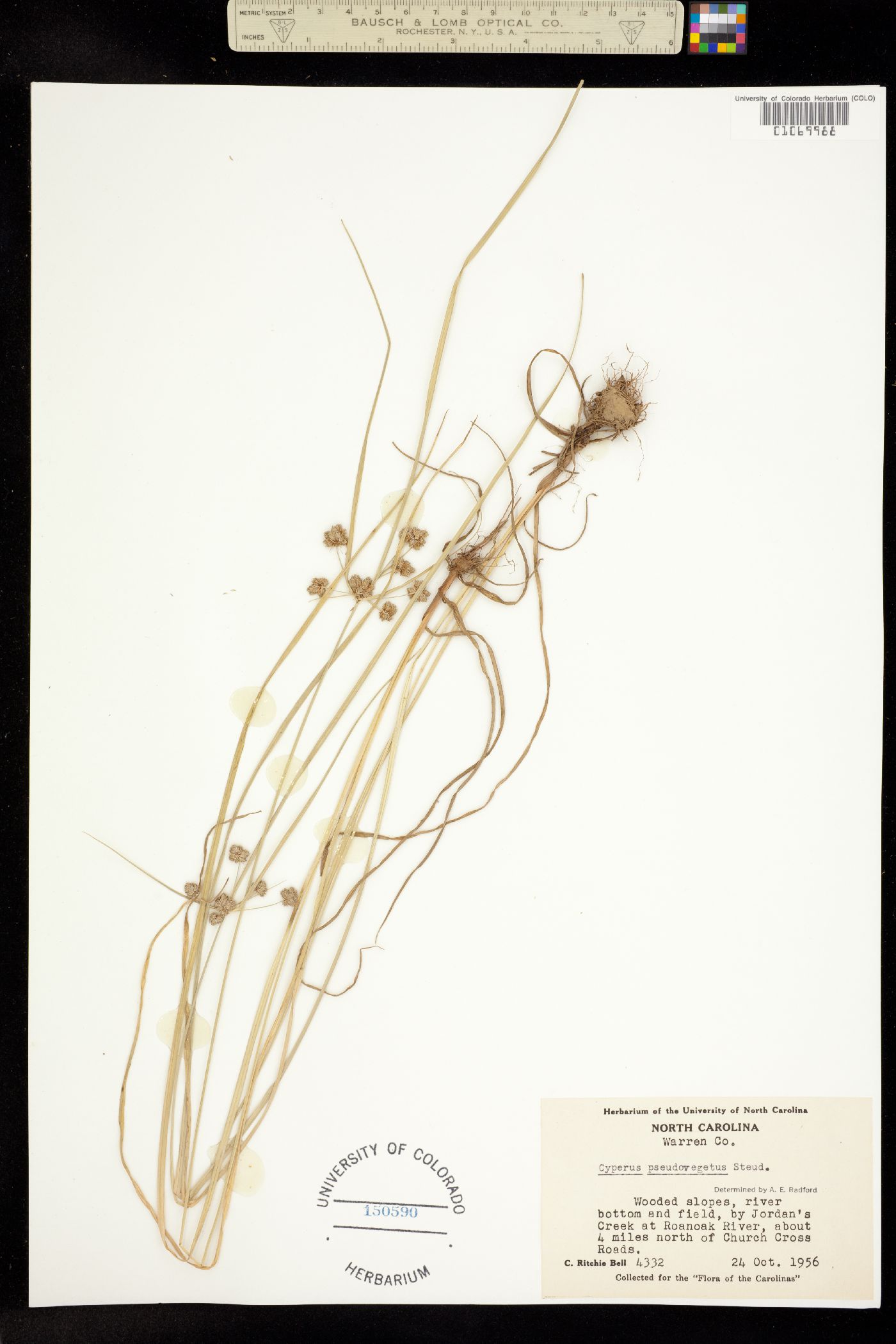 Cyperus pseudovegetus image