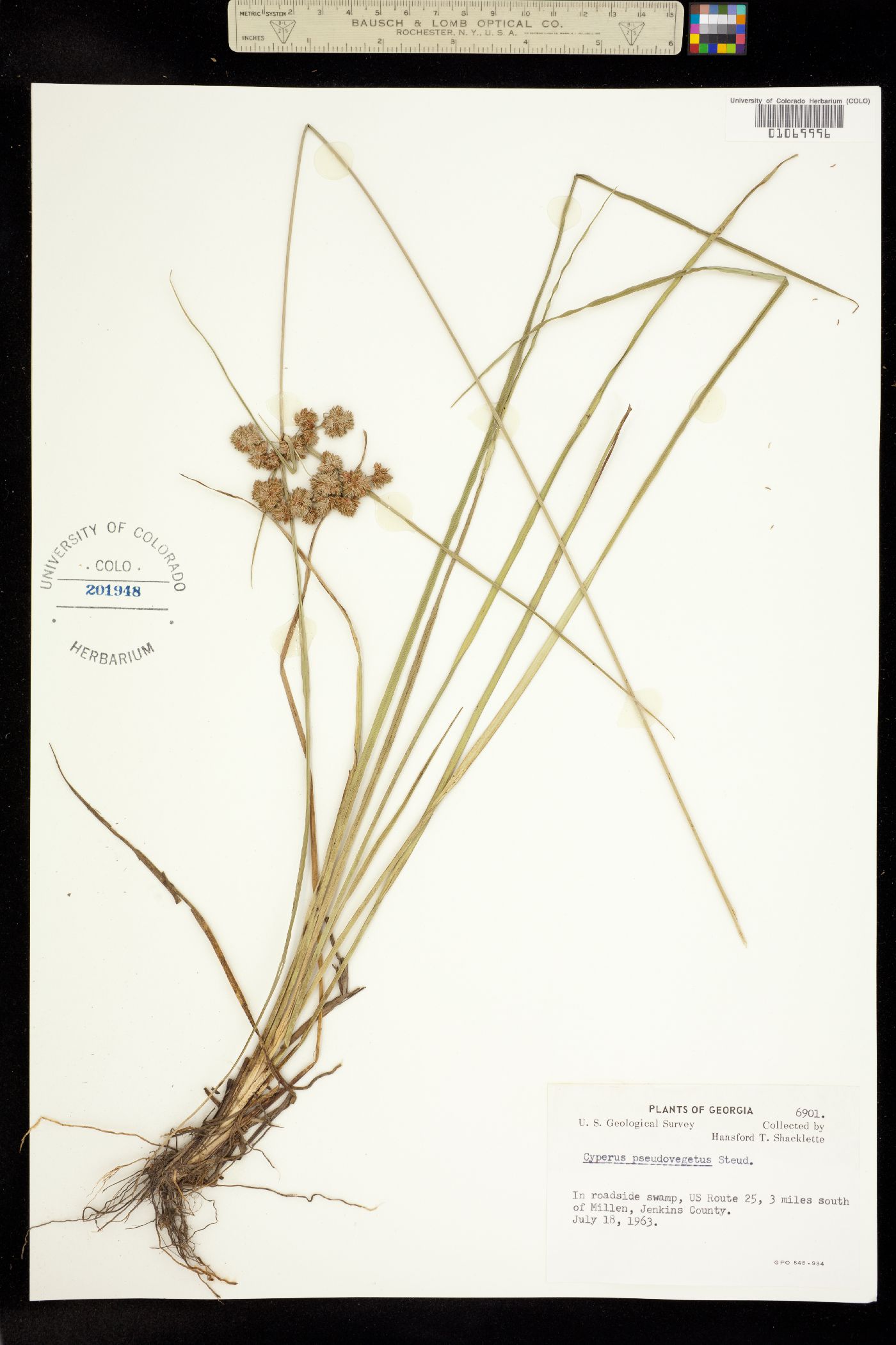 Cyperus pseudovegetus image