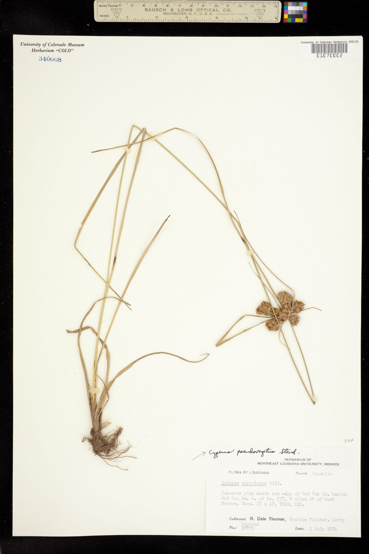 Cyperus pseudovegetus image