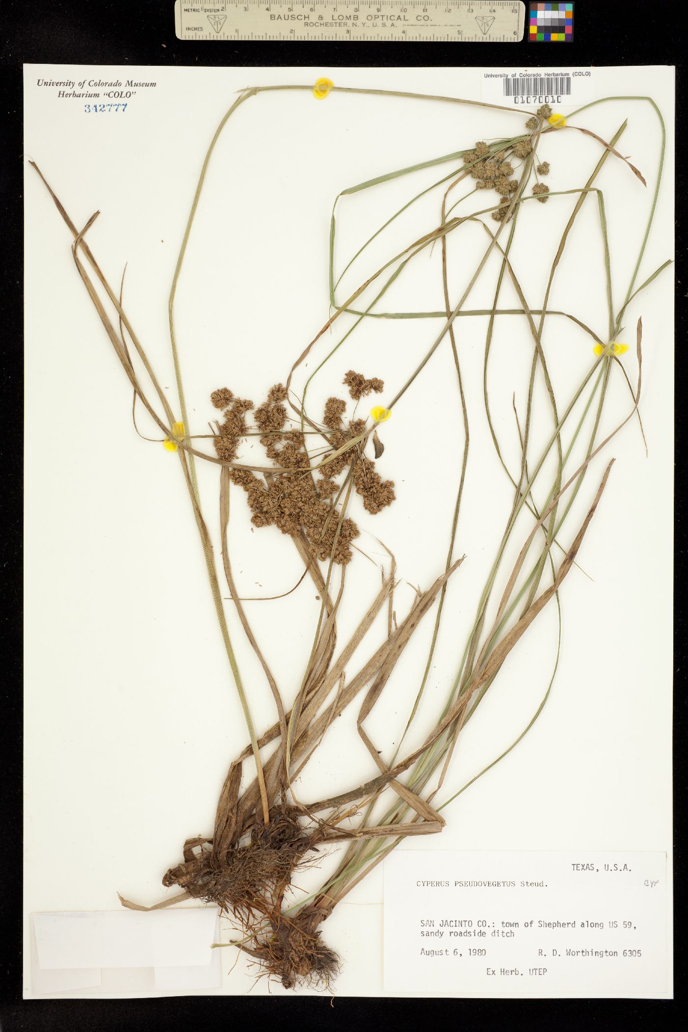 Cyperus pseudovegetus image