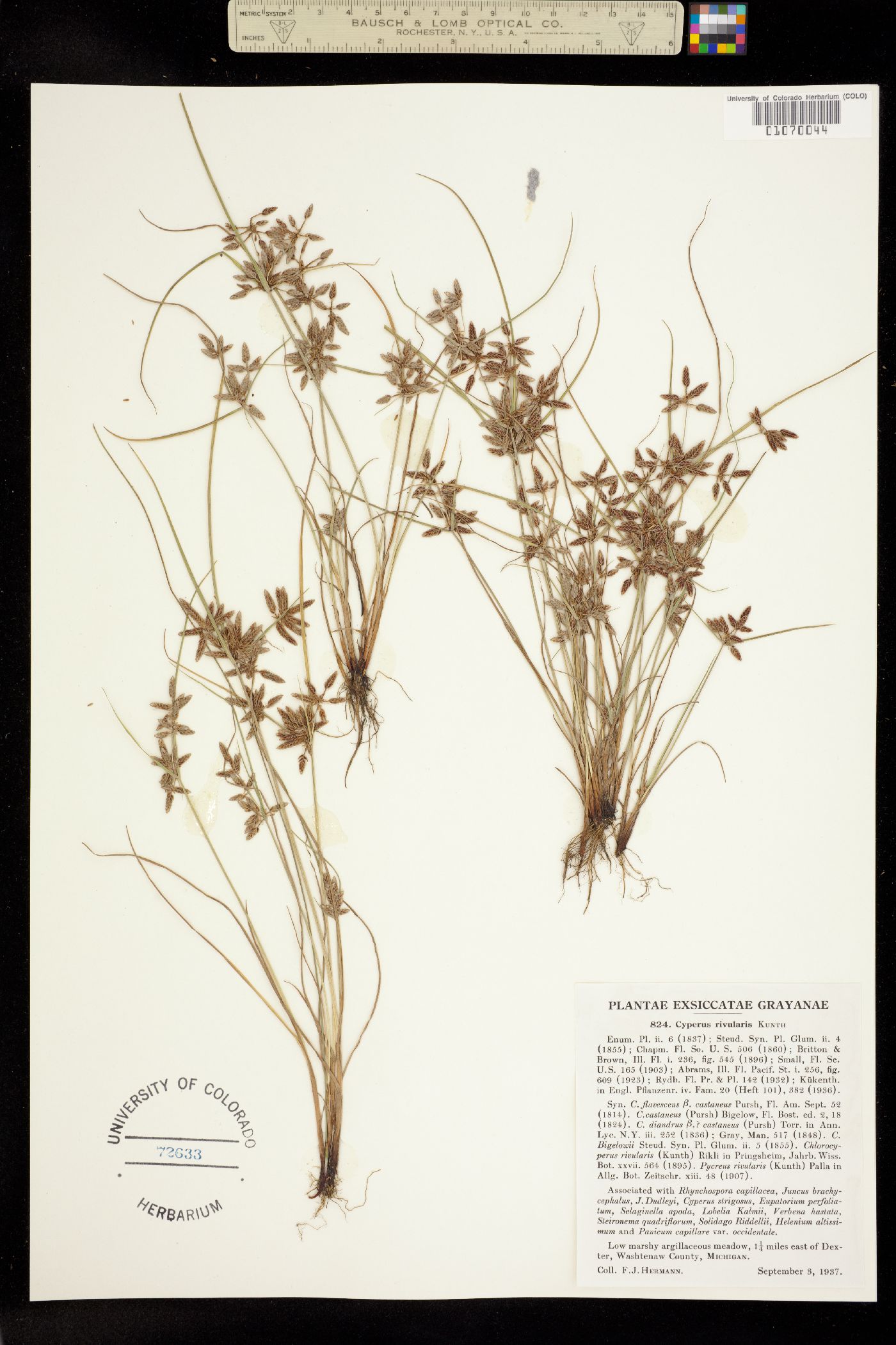 Cyperus bipartitus image