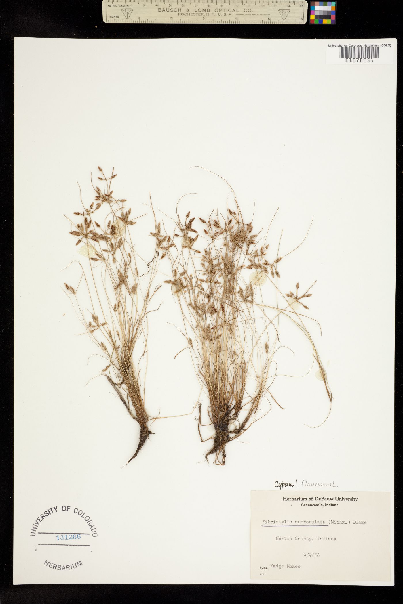 Cyperus bipartitus image