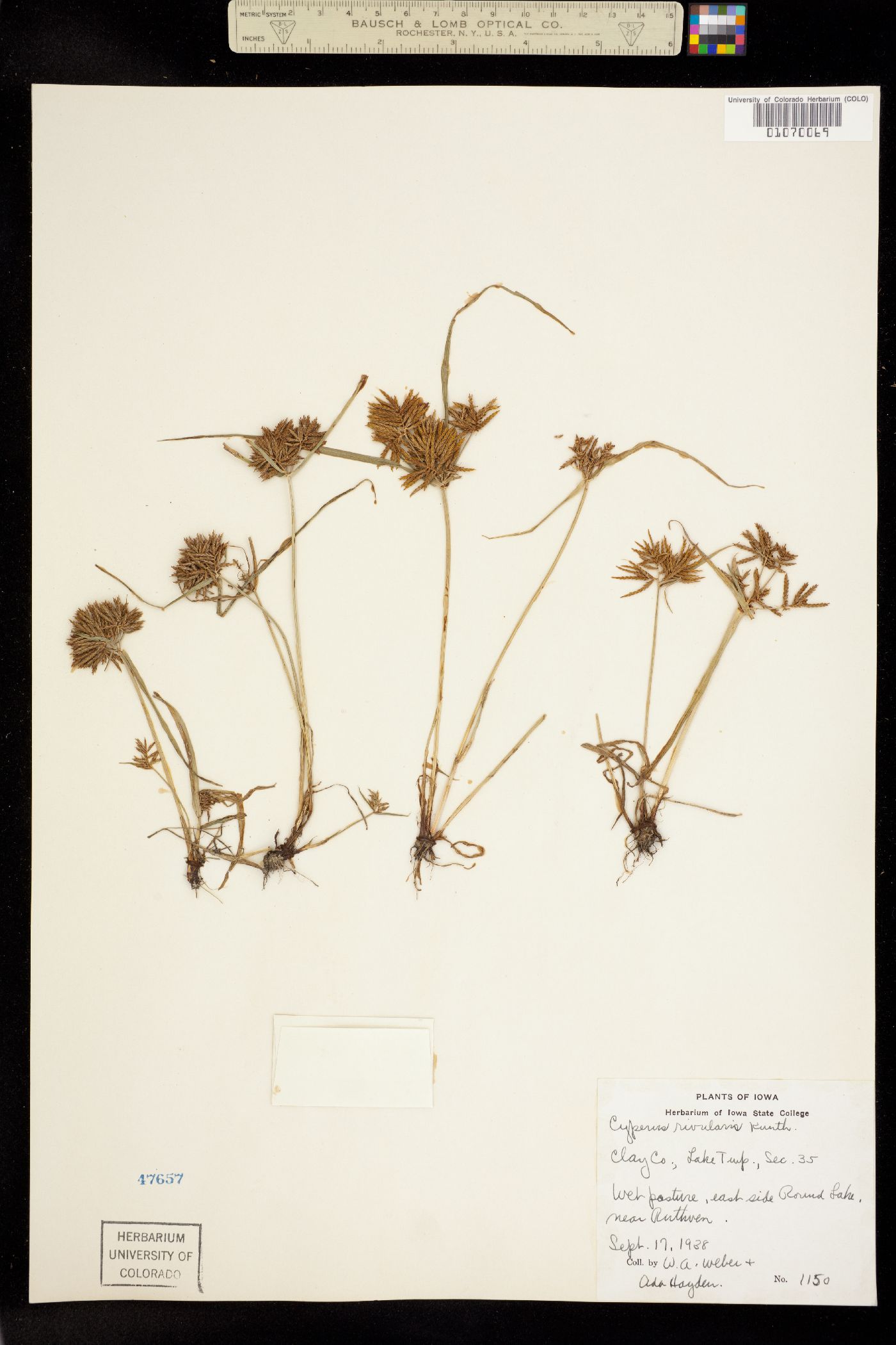 Cyperus bipartitus image