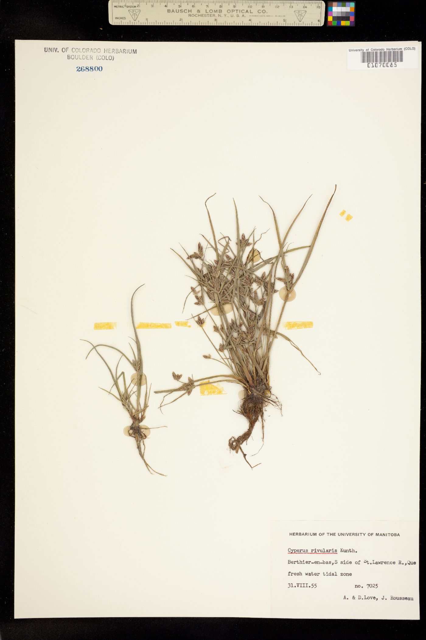 Cyperus bipartitus image