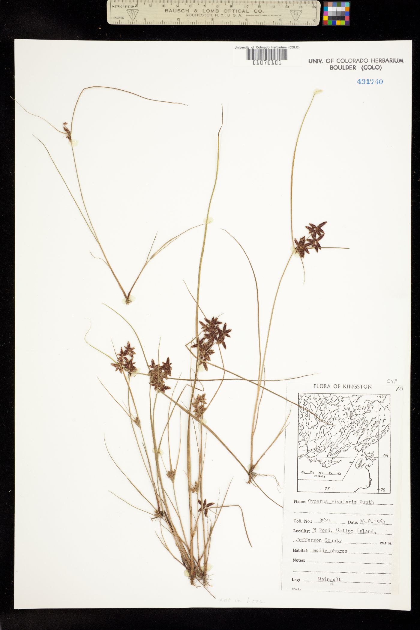 Cyperus bipartitus image