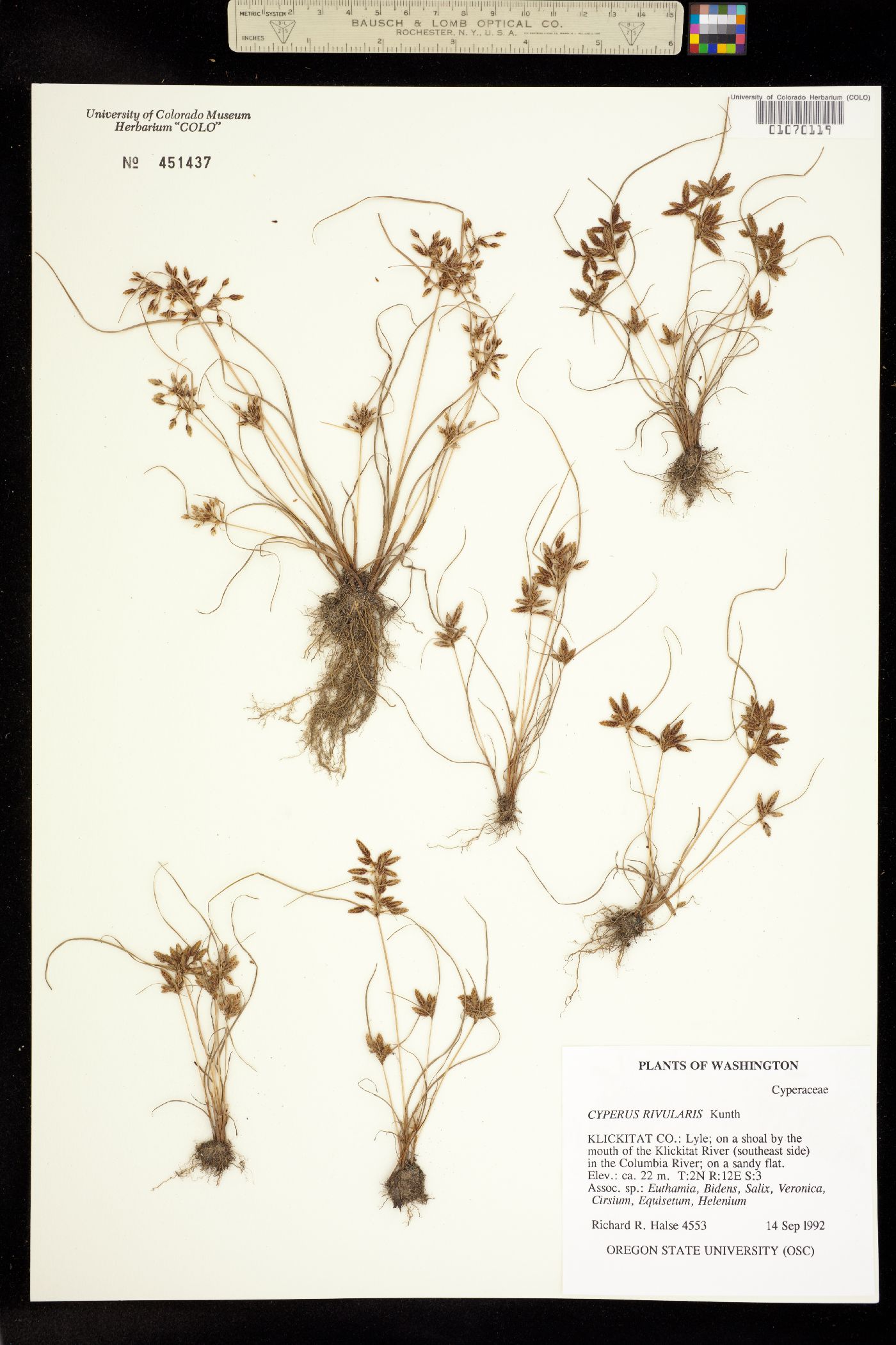 Cyperus bipartitus image