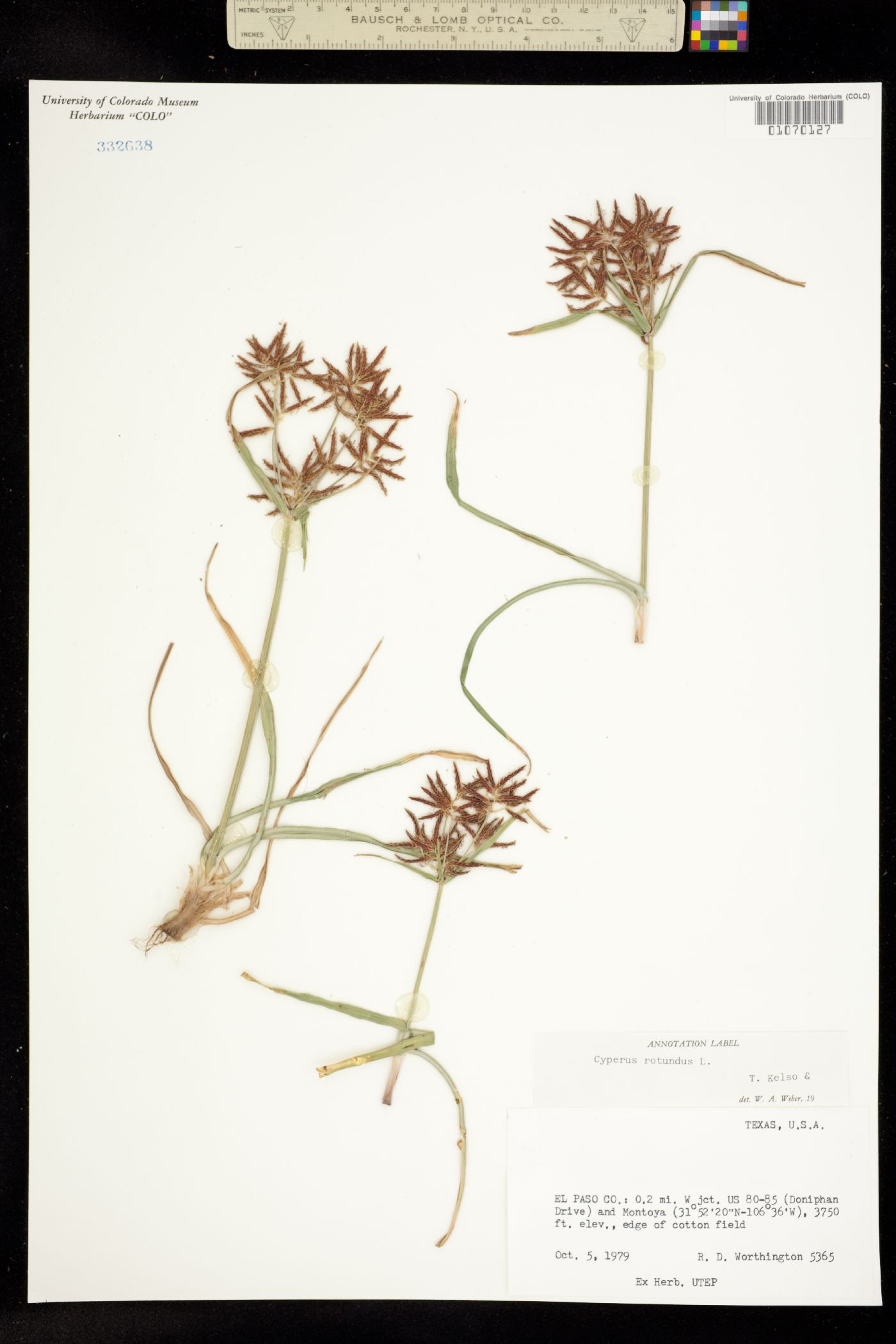 Cyperus rotundus image