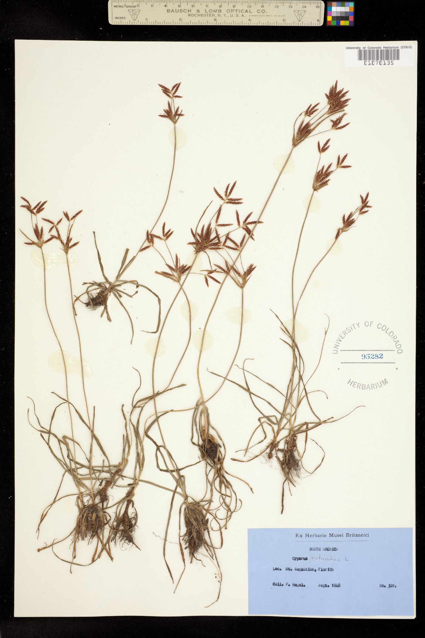 Cyperus rotundus image