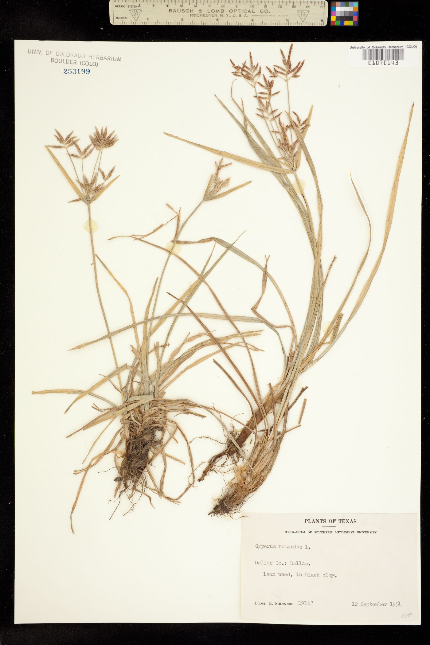 Cyperus rotundus image